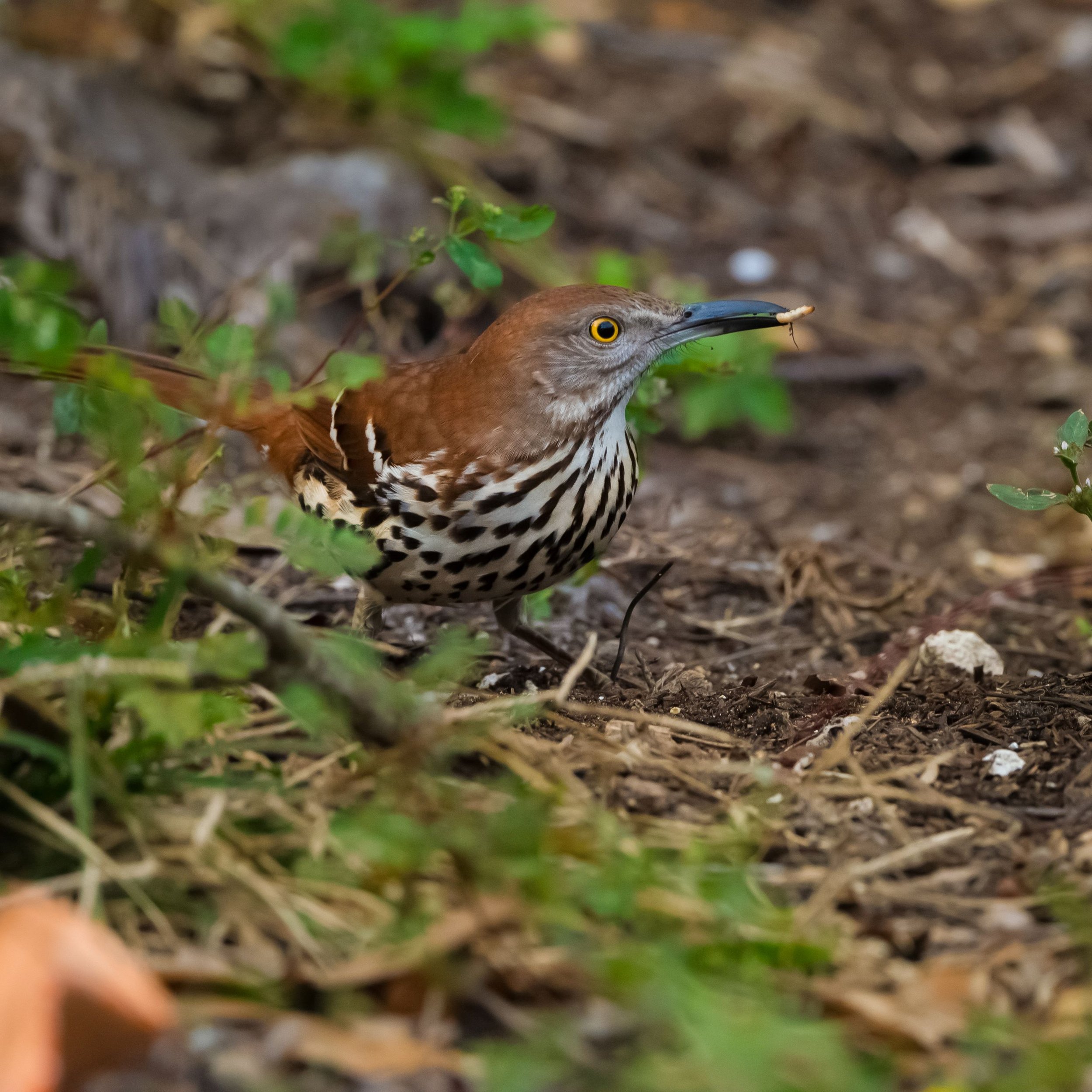 brownthrasher.jpg