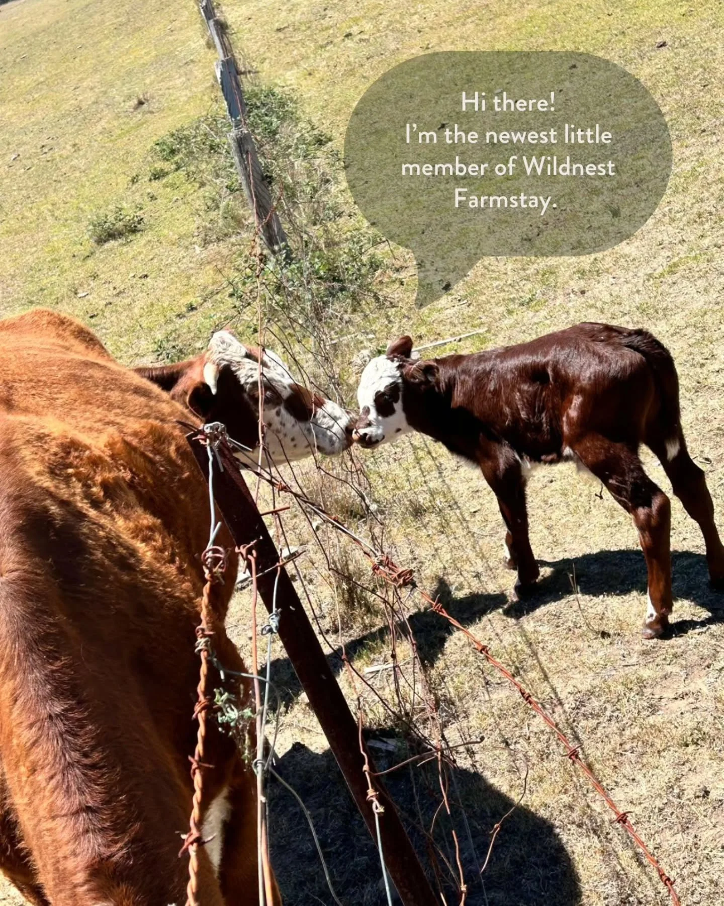 There&rsquo;s a fresh face on the farm! Our Wildnest family is growing, and we&rsquo;d love for you to meet them during your stay with us in the beautiful Capertee Valley.

#WildnestFarmstay #glamping #visitmudgee