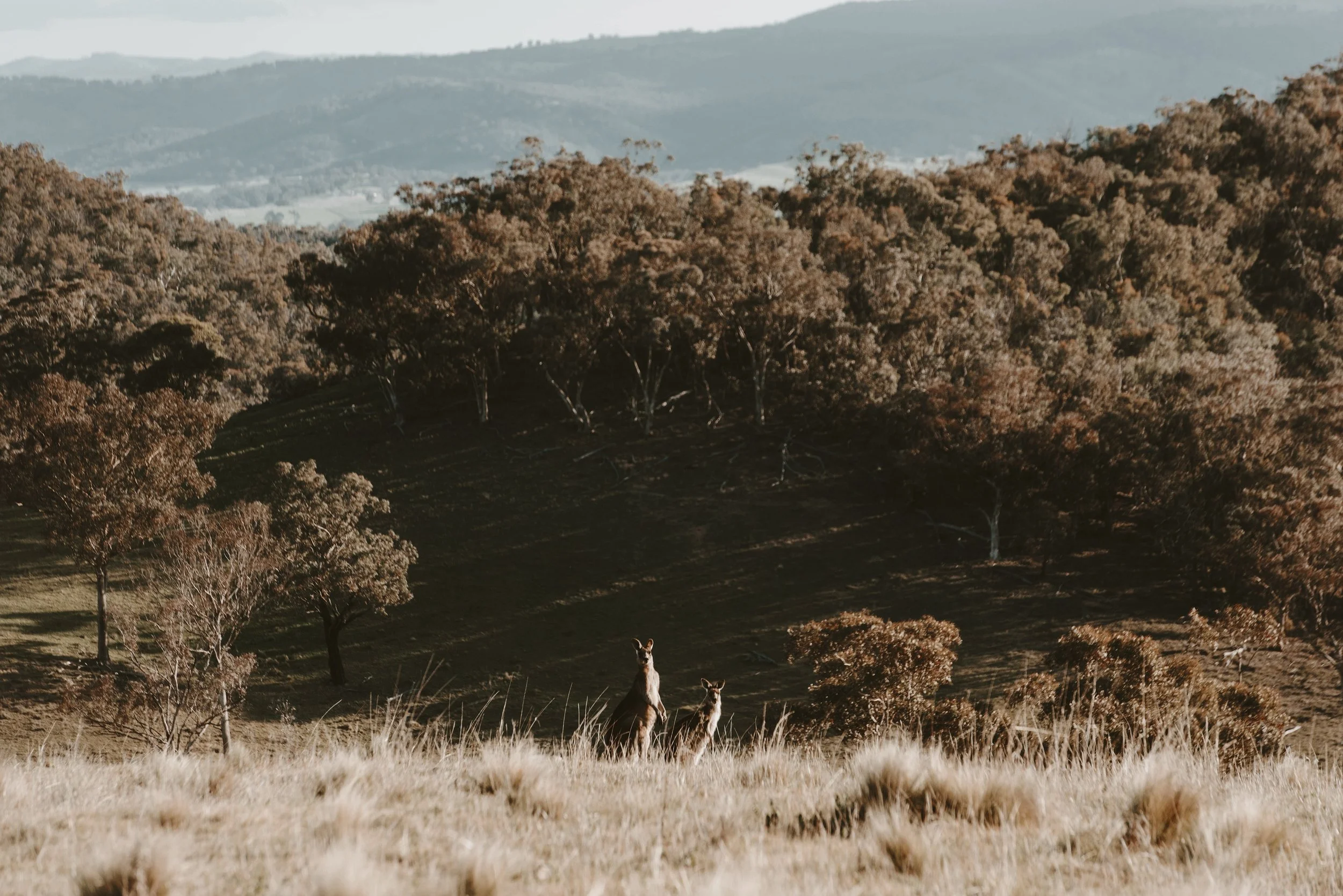 Kangaroos at Wildnest Wilderness near Bathurst