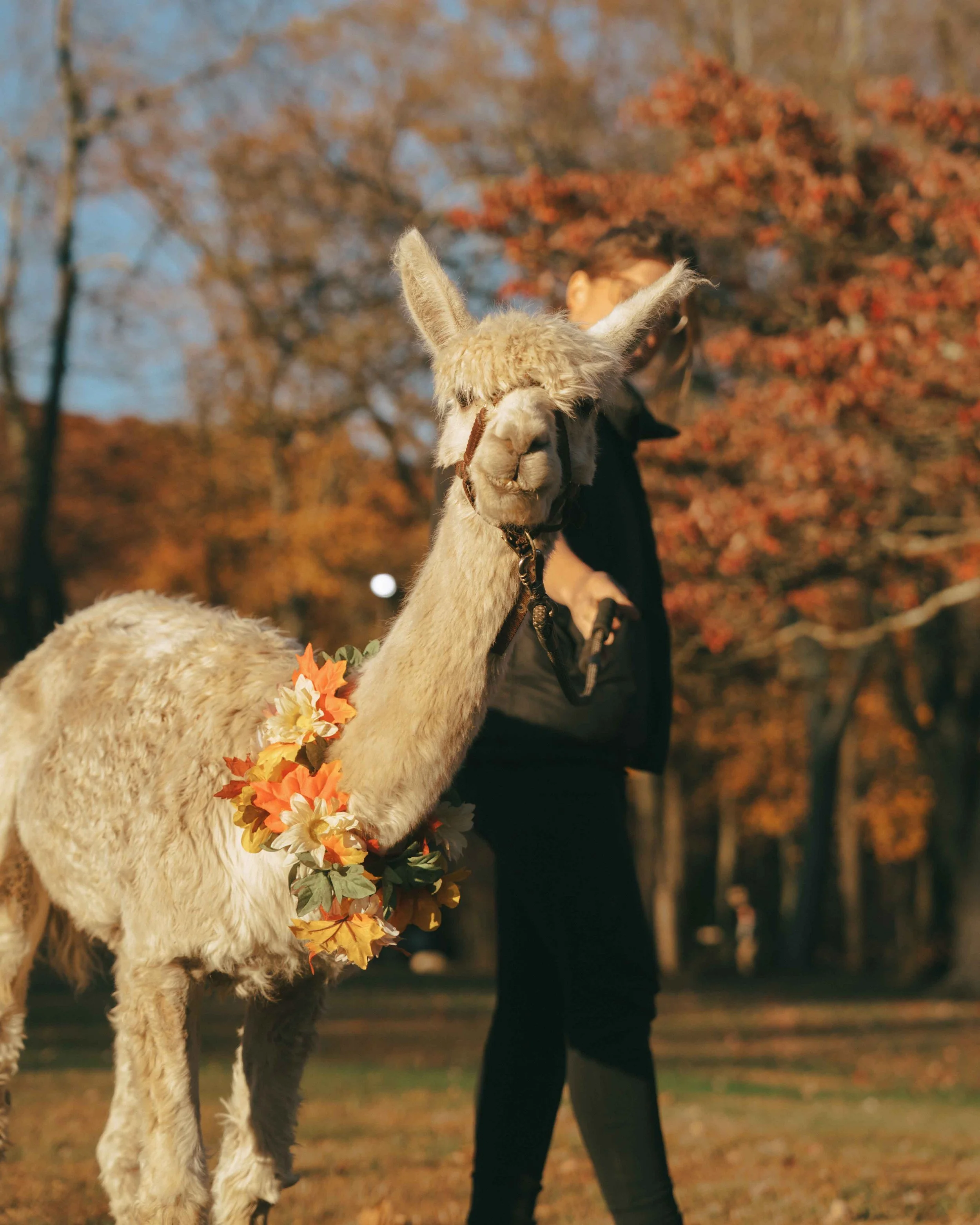 waterloo-village-wedding-venue-alpaca-2.jpg