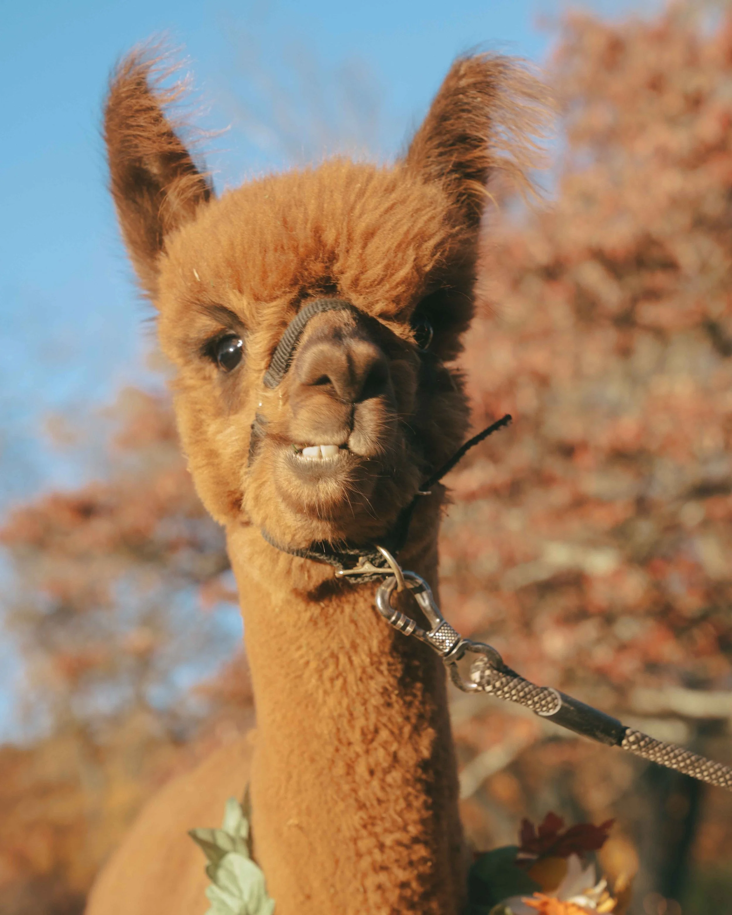 waterloo-village-wedding-venue-alpaca-4.jpg