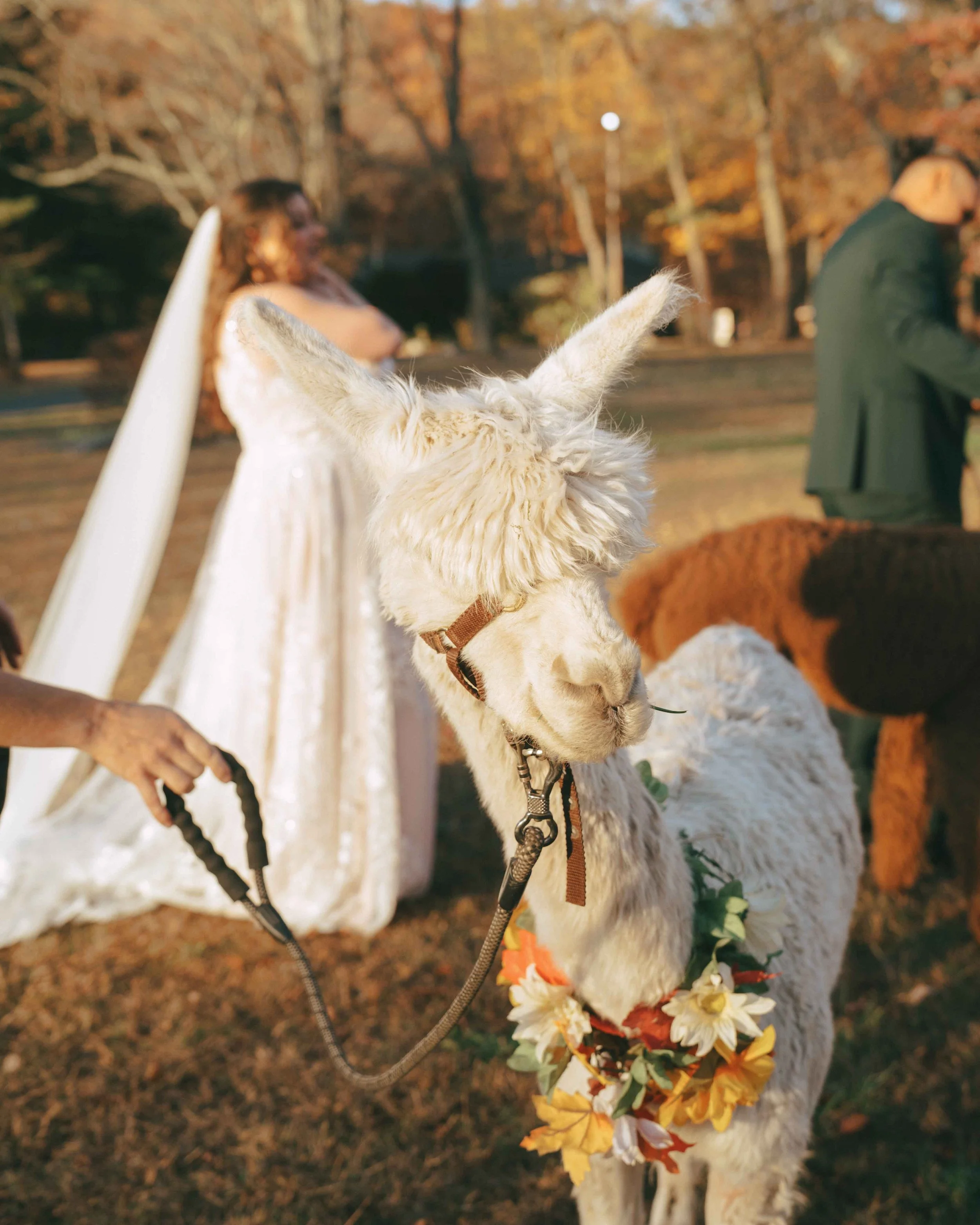 waterloo-village-wedding-venue-alpaca-8.jpg