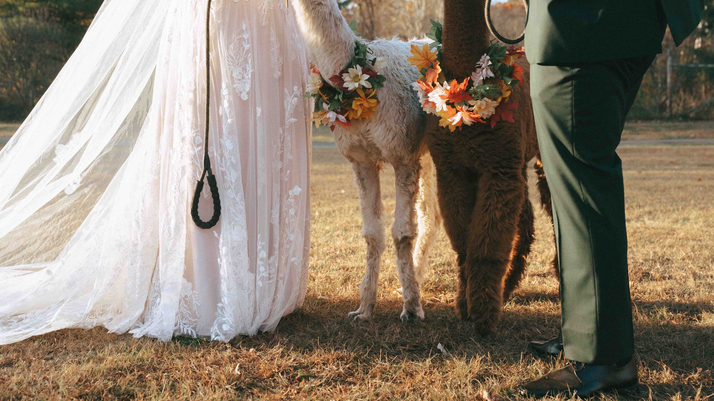waterloo-village-wedding-venue-alpaca-6.jpg