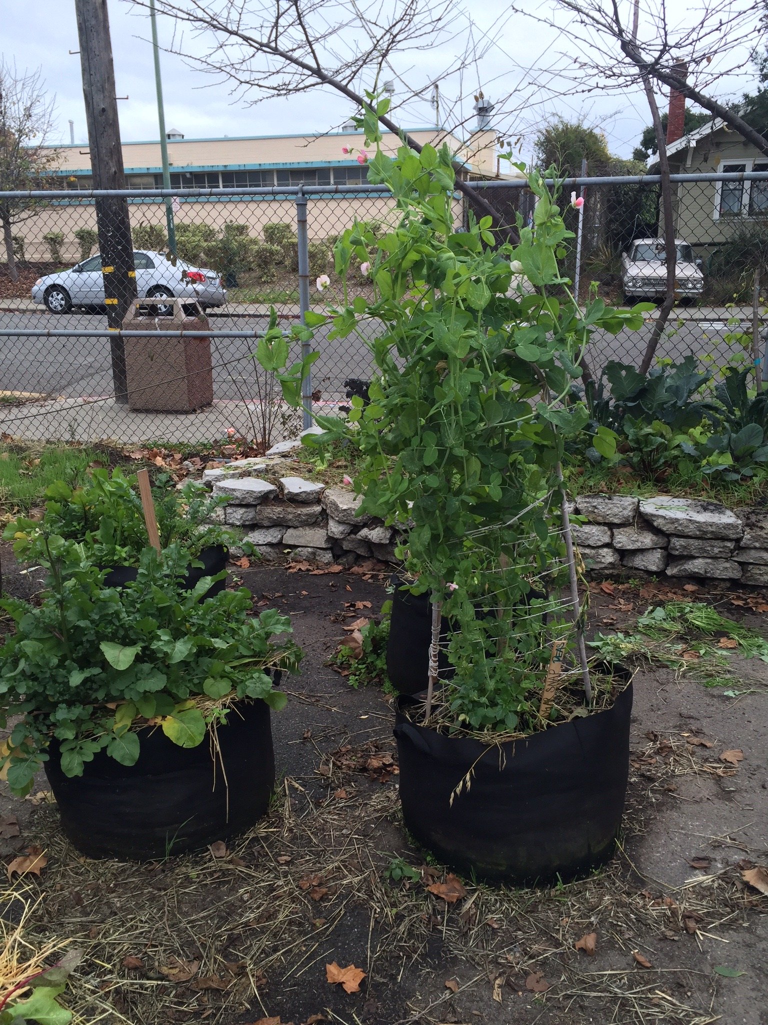 So many sugar snap peas... ~2015