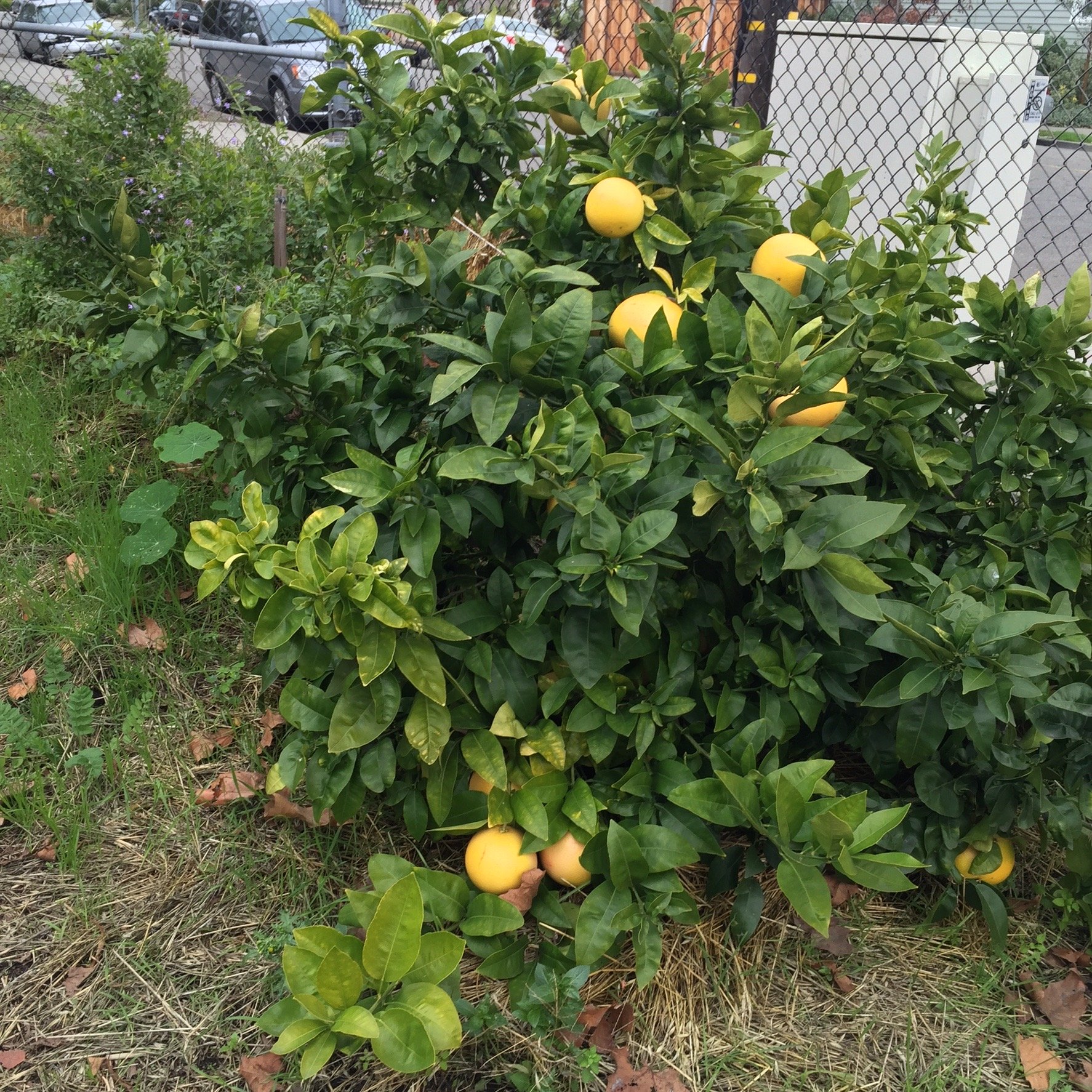 In our final year the grapefruit tree yielded 24 grapefruits after laying dormant and barren for over four years. ~2015