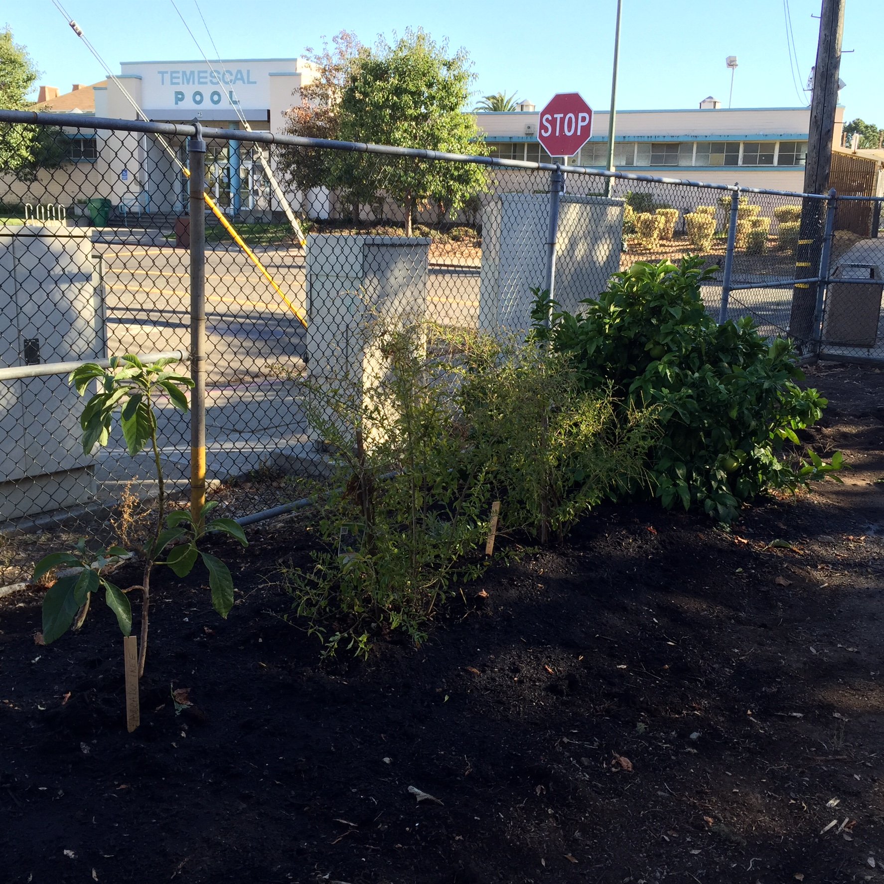 This planted mound hosts an avocado tree, an anthurium bush, and a dwarf grapefruit tree. ~2014