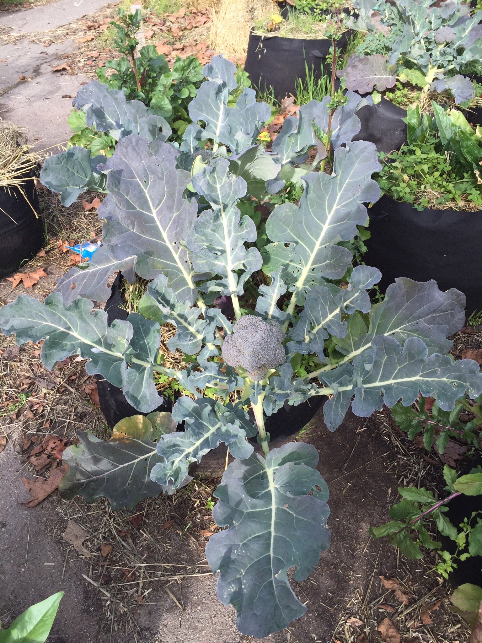 Broccoli. ~2015