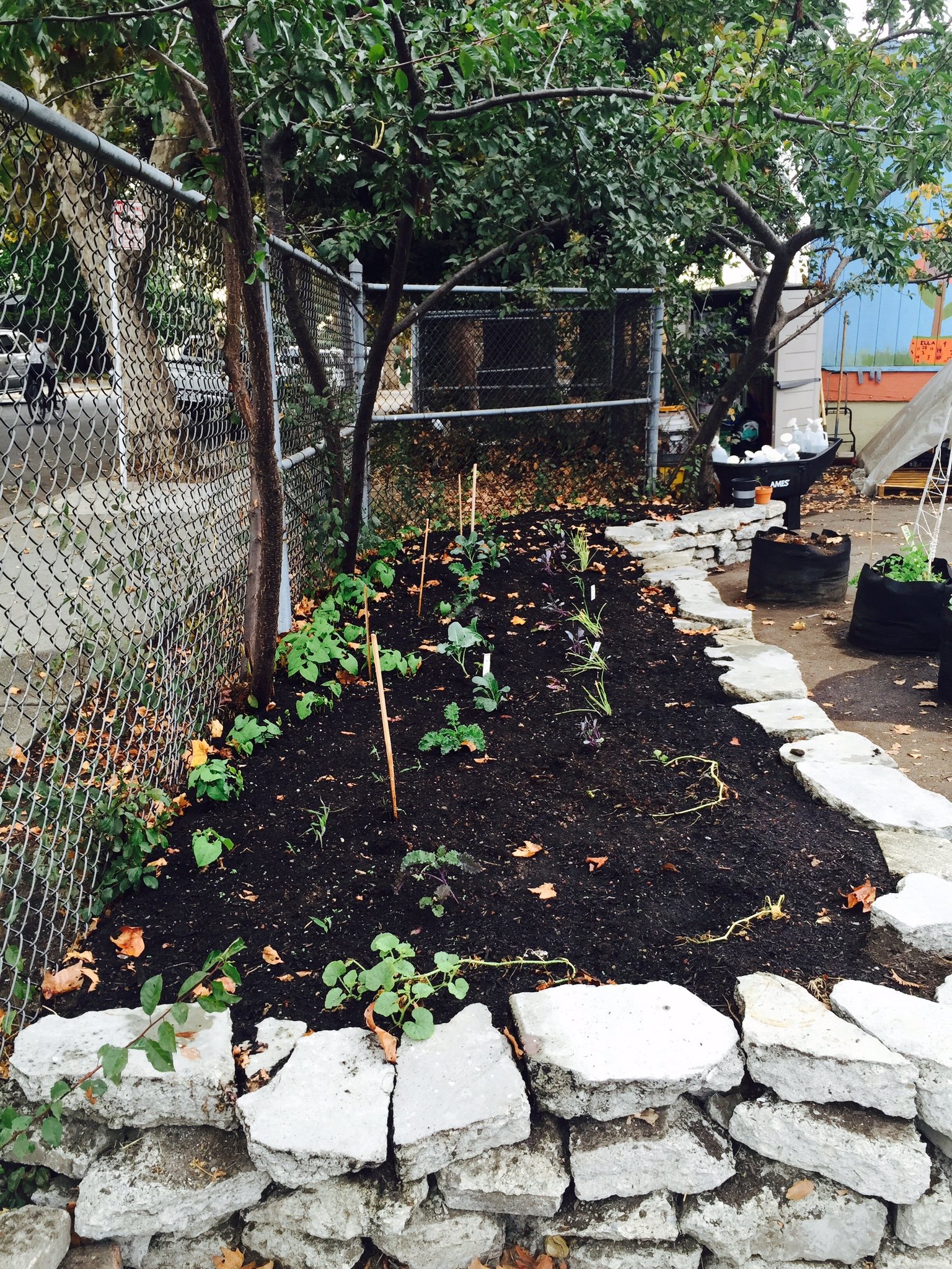 The first layer of our food forest consist of root vegetables that include beets, and carrots. The second layer is a cover crop of red clover, plantain leaf, and squash etc. the third layer consists of several varieties of bush beans with pole beans