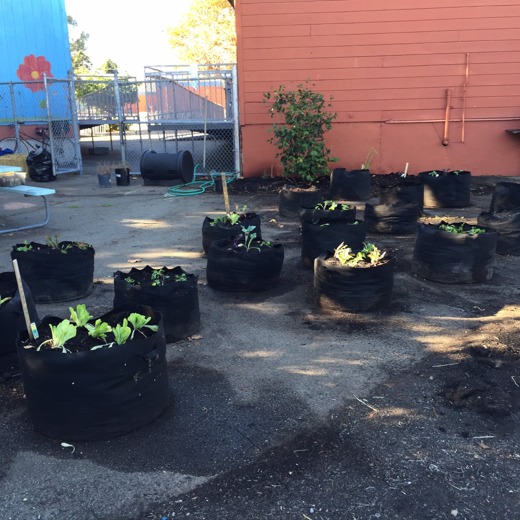 Over 100 starts and 21: 25 & 30 gal grow bags of vegetables were cultivated/harvested by students and TLCProject staff from 2014-2015