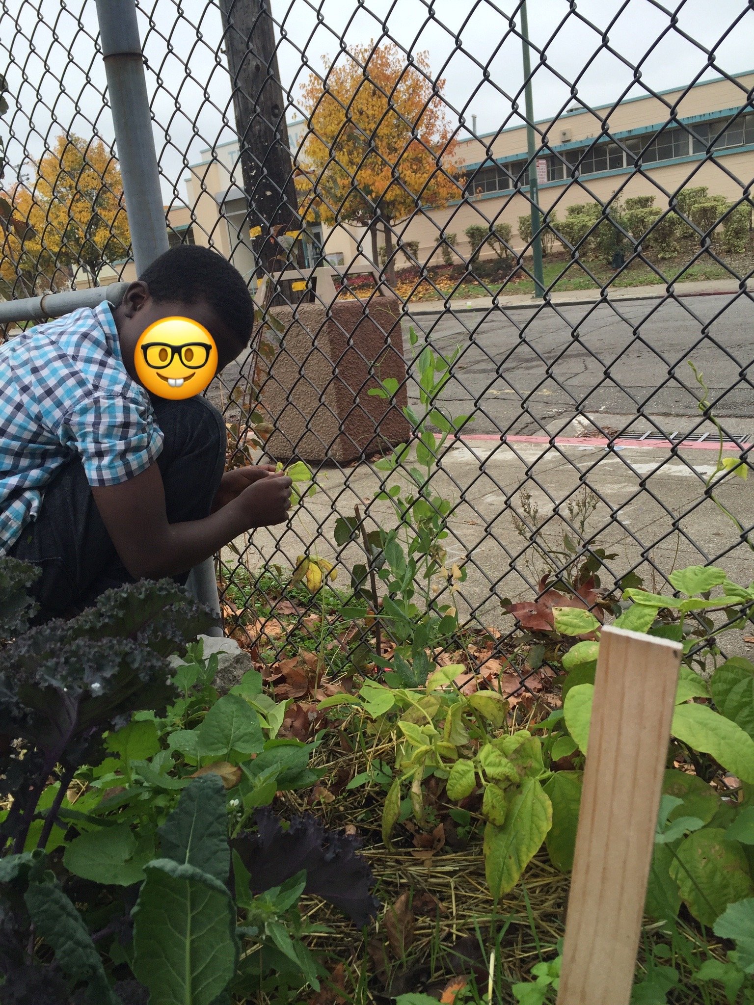 Student learning how to lattice beans through the chain link fence so they can continue to climb. ~2015