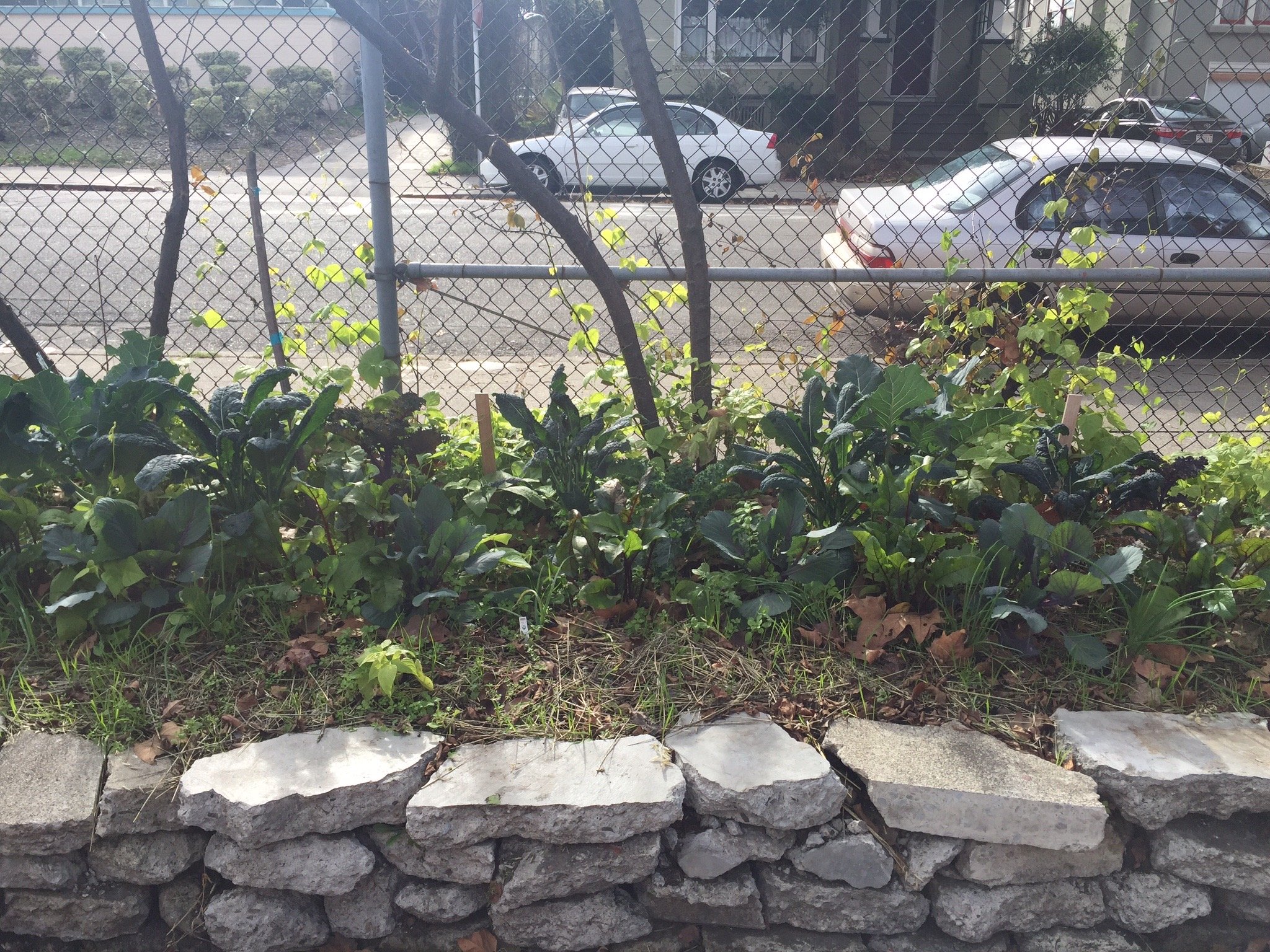 The food forest is in full swing... and we even got some climbers. ~2015