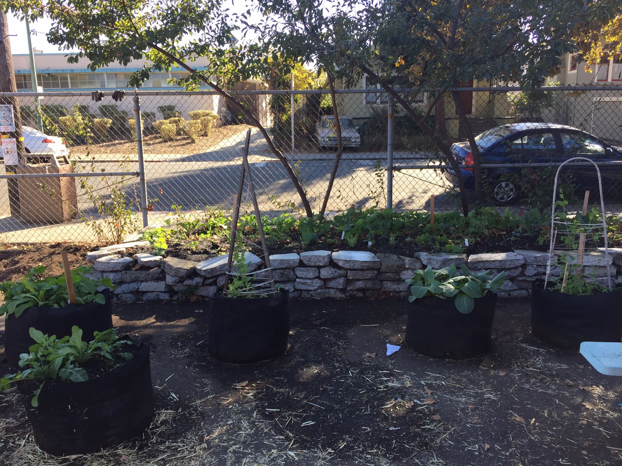 It's Spring and our garden is thriving! So much salad tasting is happening here. ~2014