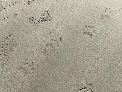 Bear track leaving south Sand Beach.