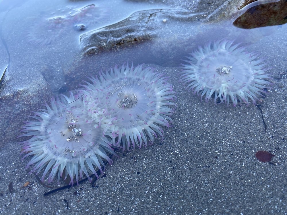 Tide pooling sea anemone.