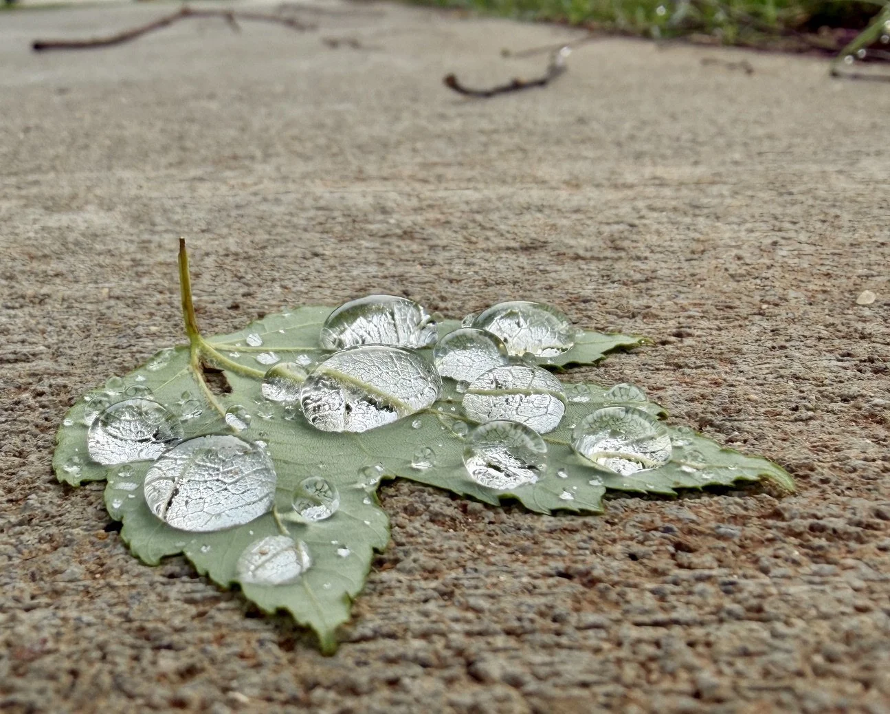 A green leaf on a rough concrete surface with water droplets on it.