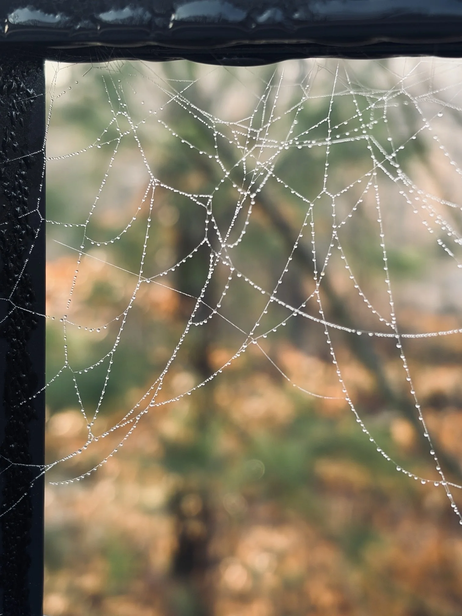 Spider Jewels