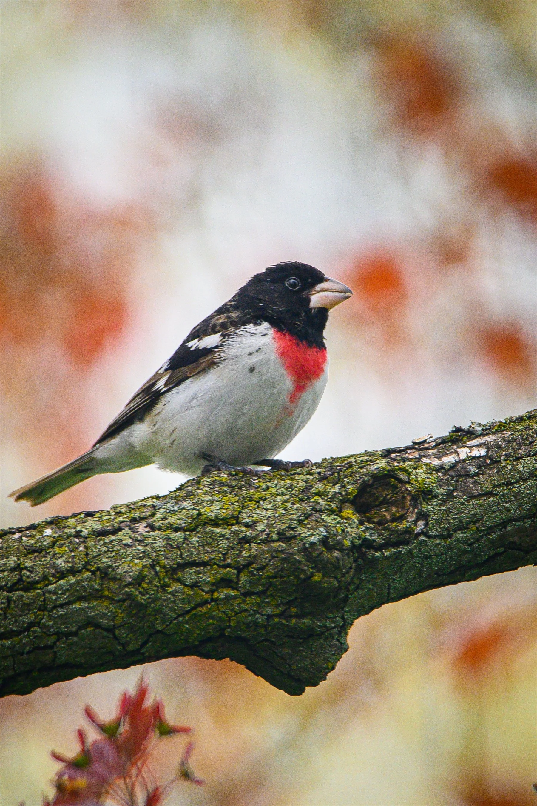 Z62_3639_1800_2700.jpg