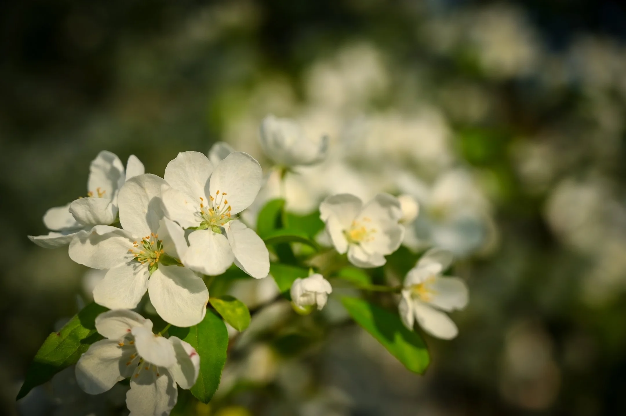 Close-up of white apple blossoms with green leaves in soft focus background.