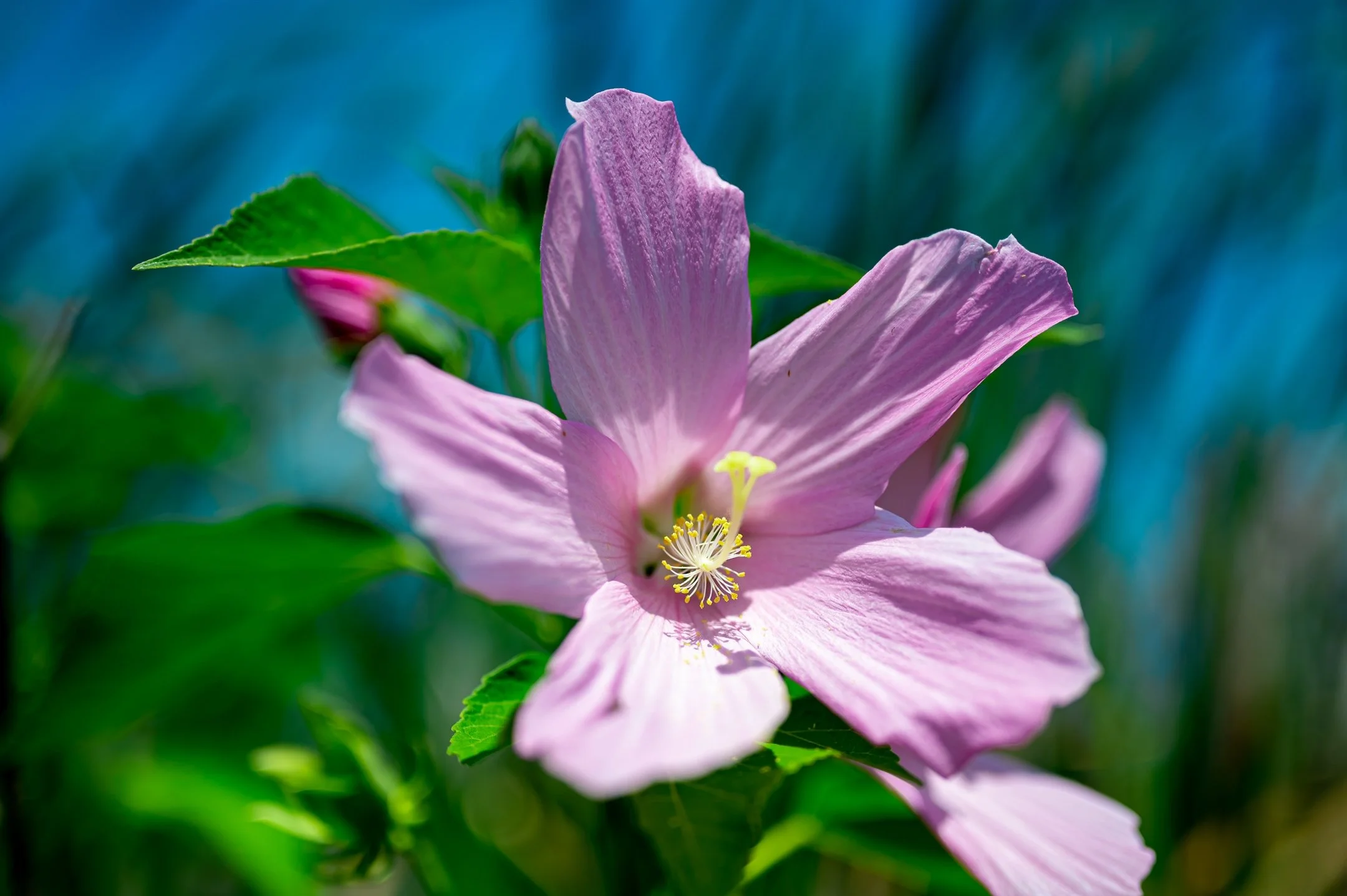 Close-up of a pink hibiscus flower with green leaves and a blurred blue background.
