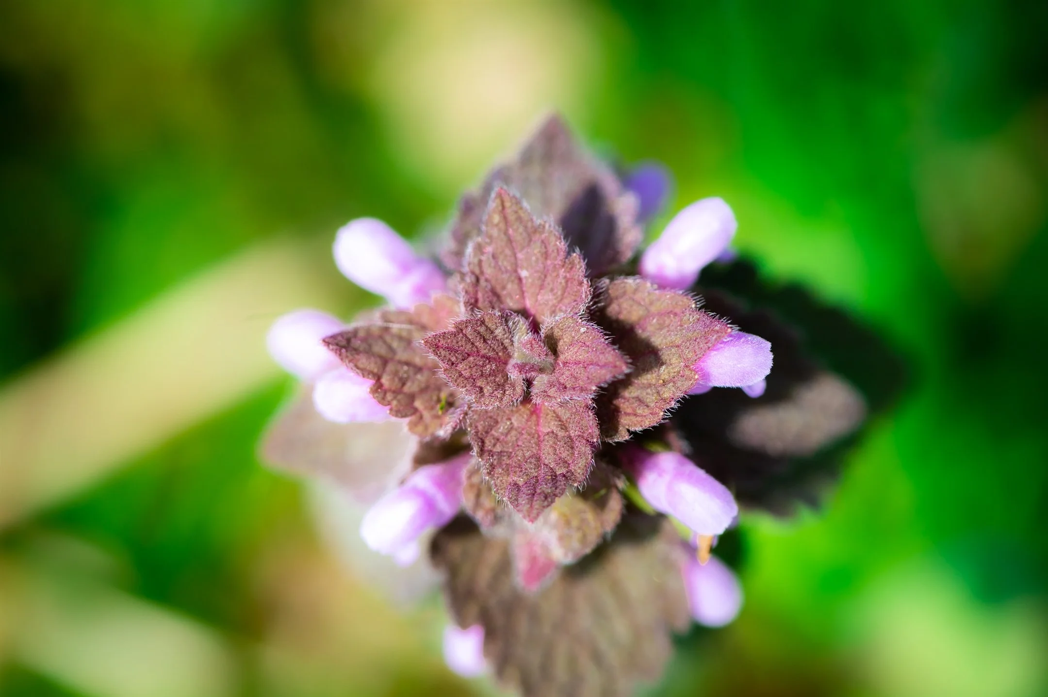 Close-up of a purple deadnettle flower with purple leaves and small light purple blooms against a blurred green background.
