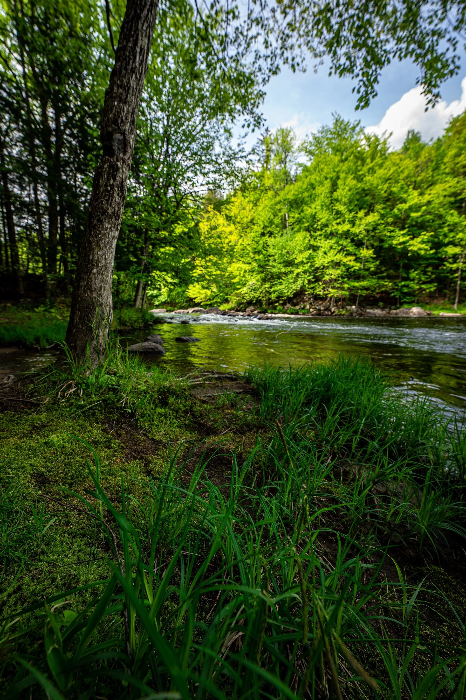 Forest scene with a river, lush green grass, and a tree trunk, showcasing vibrant spring foliage and a serene atmosphere.