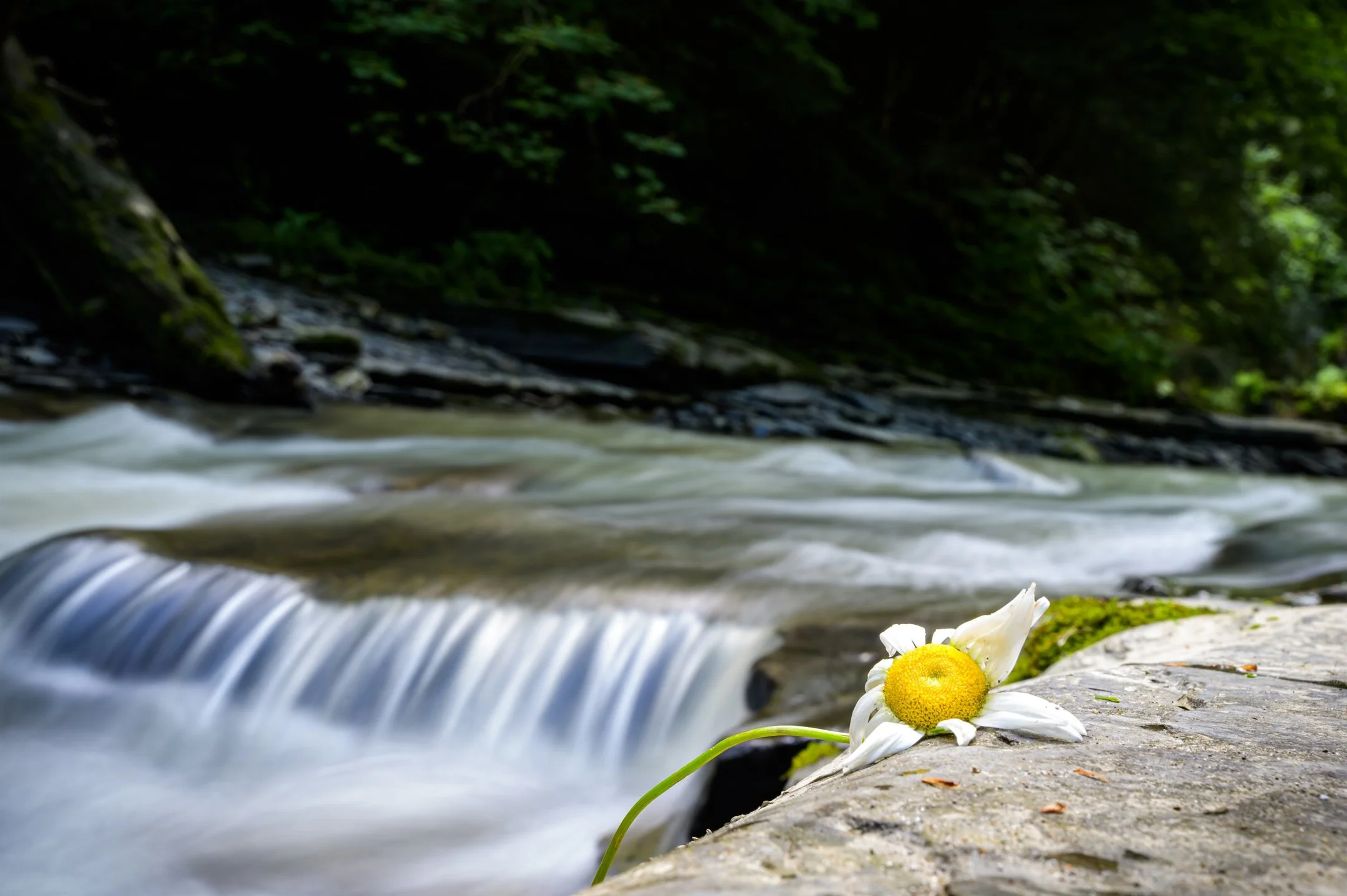 A daisy flower lying on a rock beside a small waterfall in a forest, with blurred water effect.