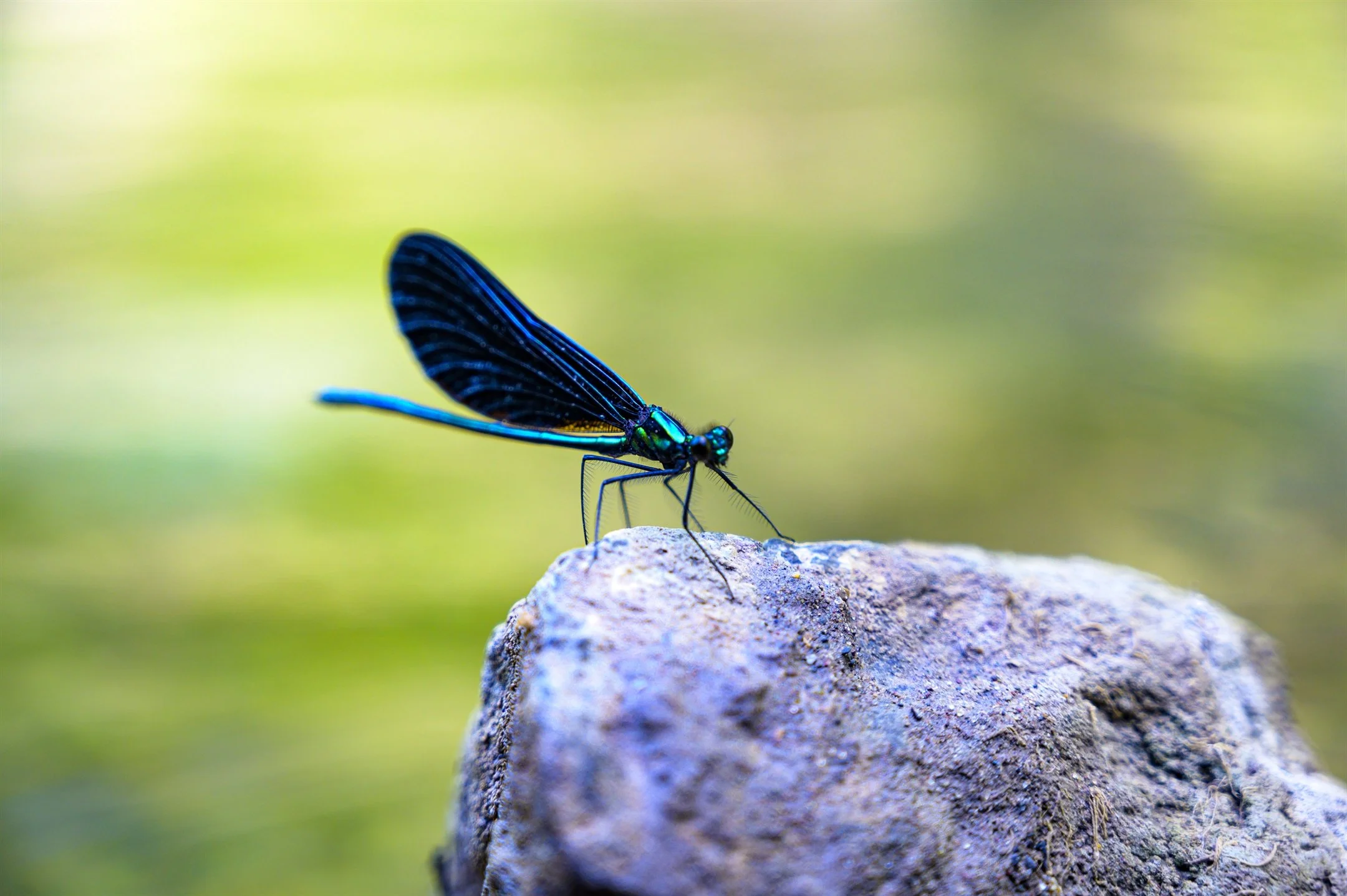dragonfly one_2160_1437.jpg