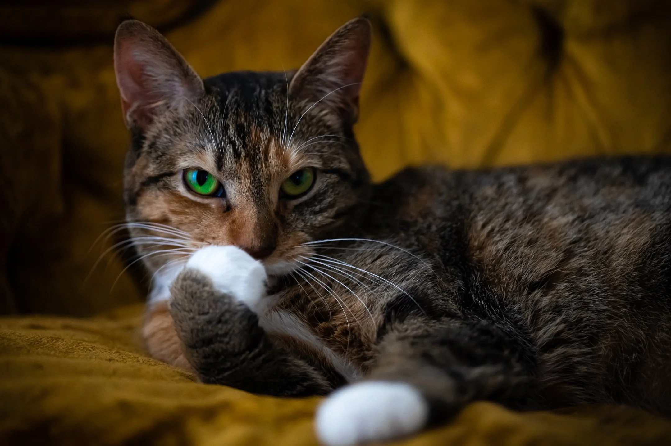 Tabby cat with green eyes lying on a yellow sofa, looking at the camera.