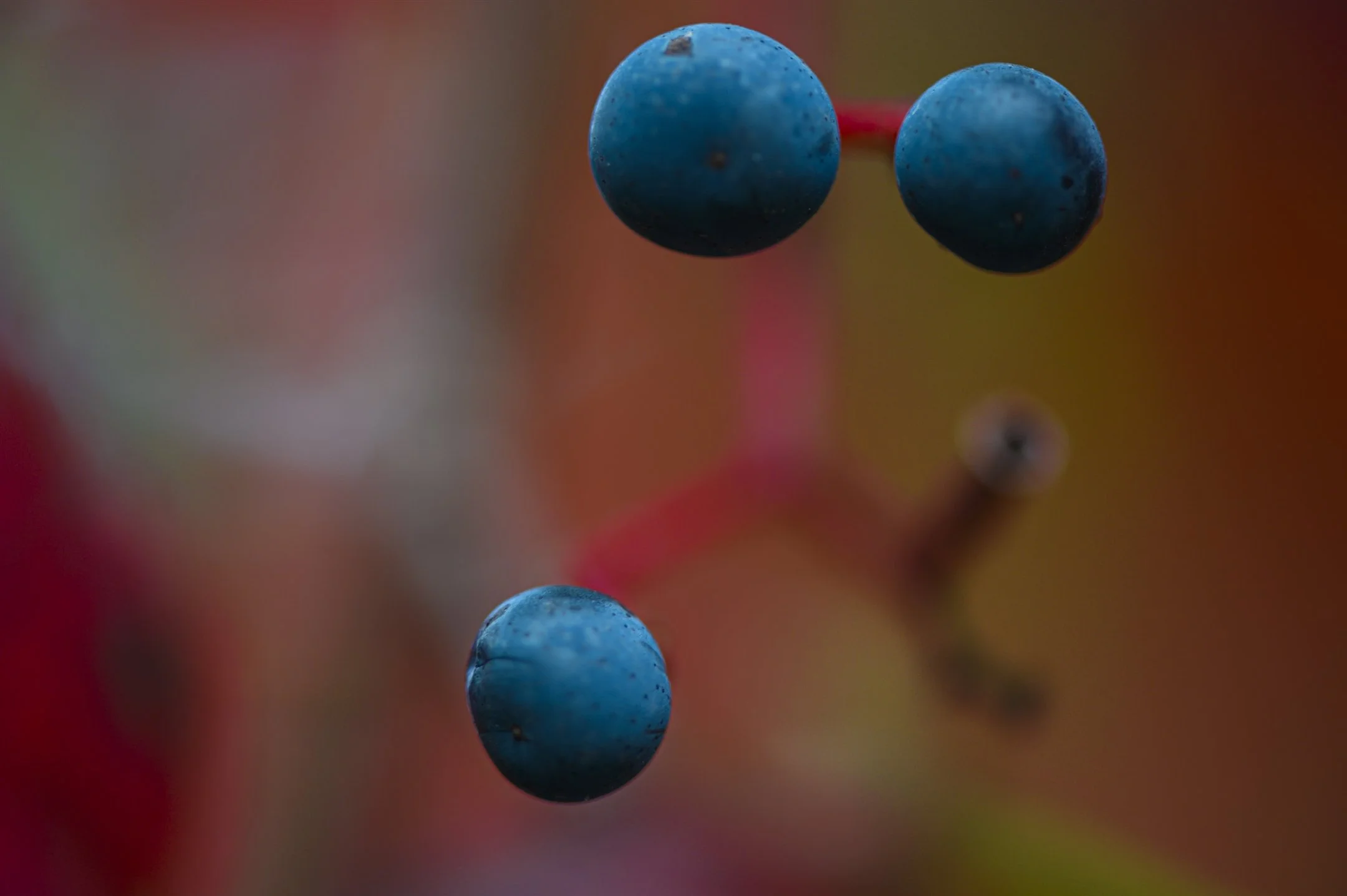 Close-up of vibrant blue berries on red stems with a blurred background, showcasing fine details of the berry texture and color.