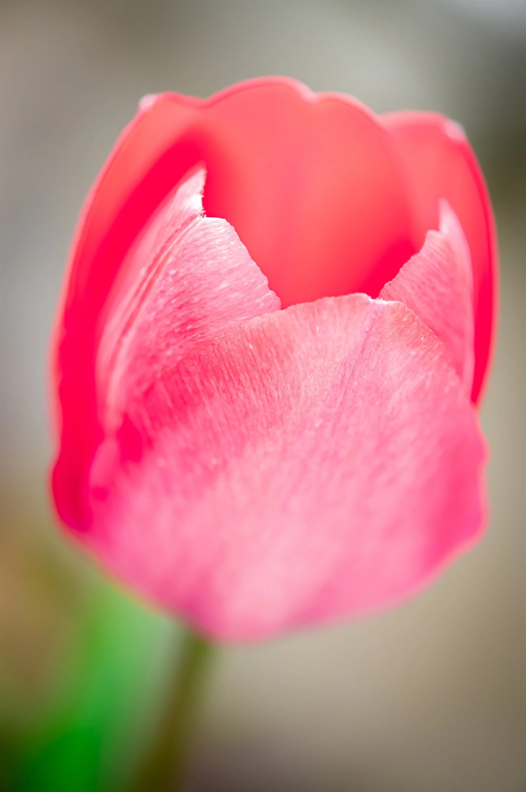 Close-up of a pink tulip in soft focus.