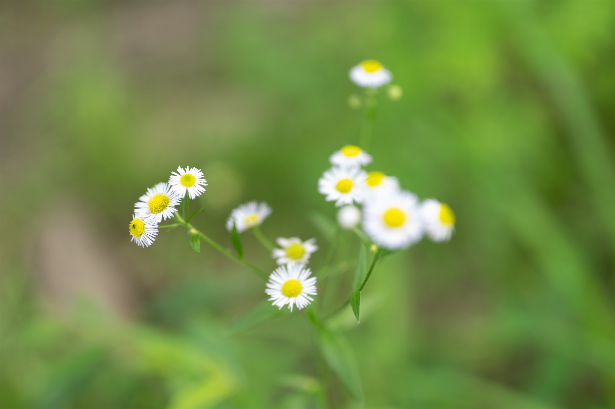 Close-up of white daisies with yellow centers on a green blurred background.