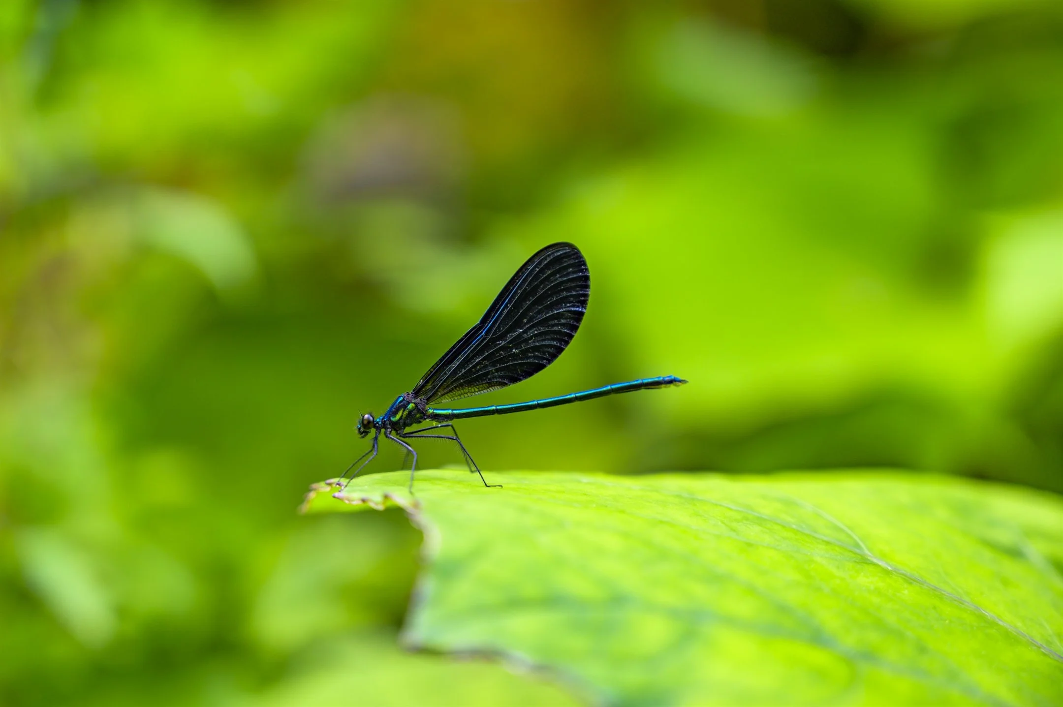 dragonfly_2160_1437.jpg