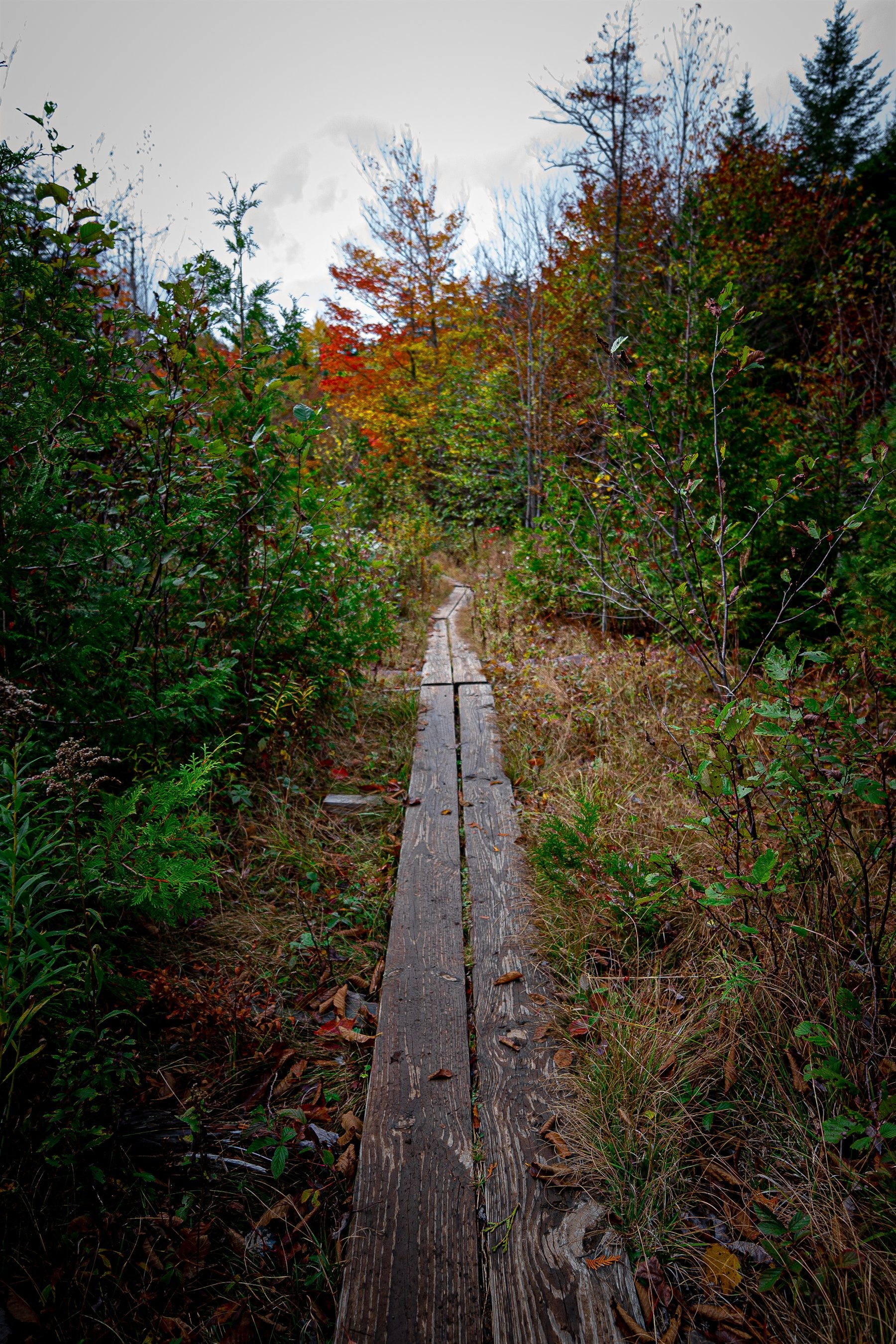 Wooden boardwalk through forest with autumn foliage.