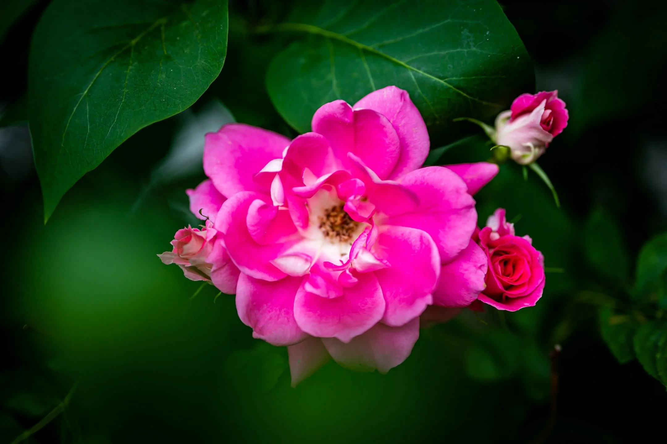 Close-up of a vibrant pink rose and buds with green leaves in the background.