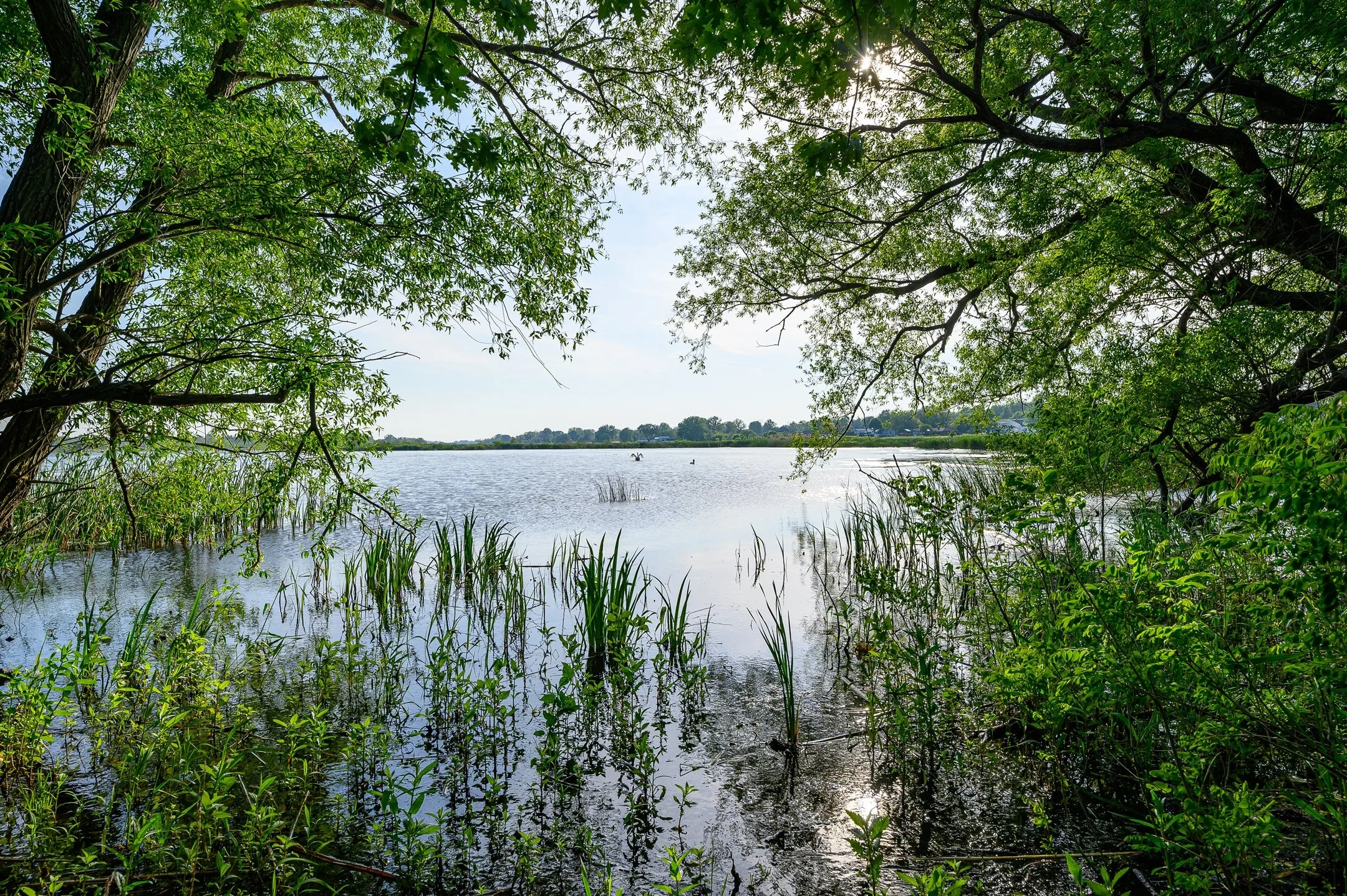 Scenic view of a lake surrounded by lush green trees and reeds, with sunlight filtering through the branches. The water reflects the sky and trees, creating a tranquil nature scene.
