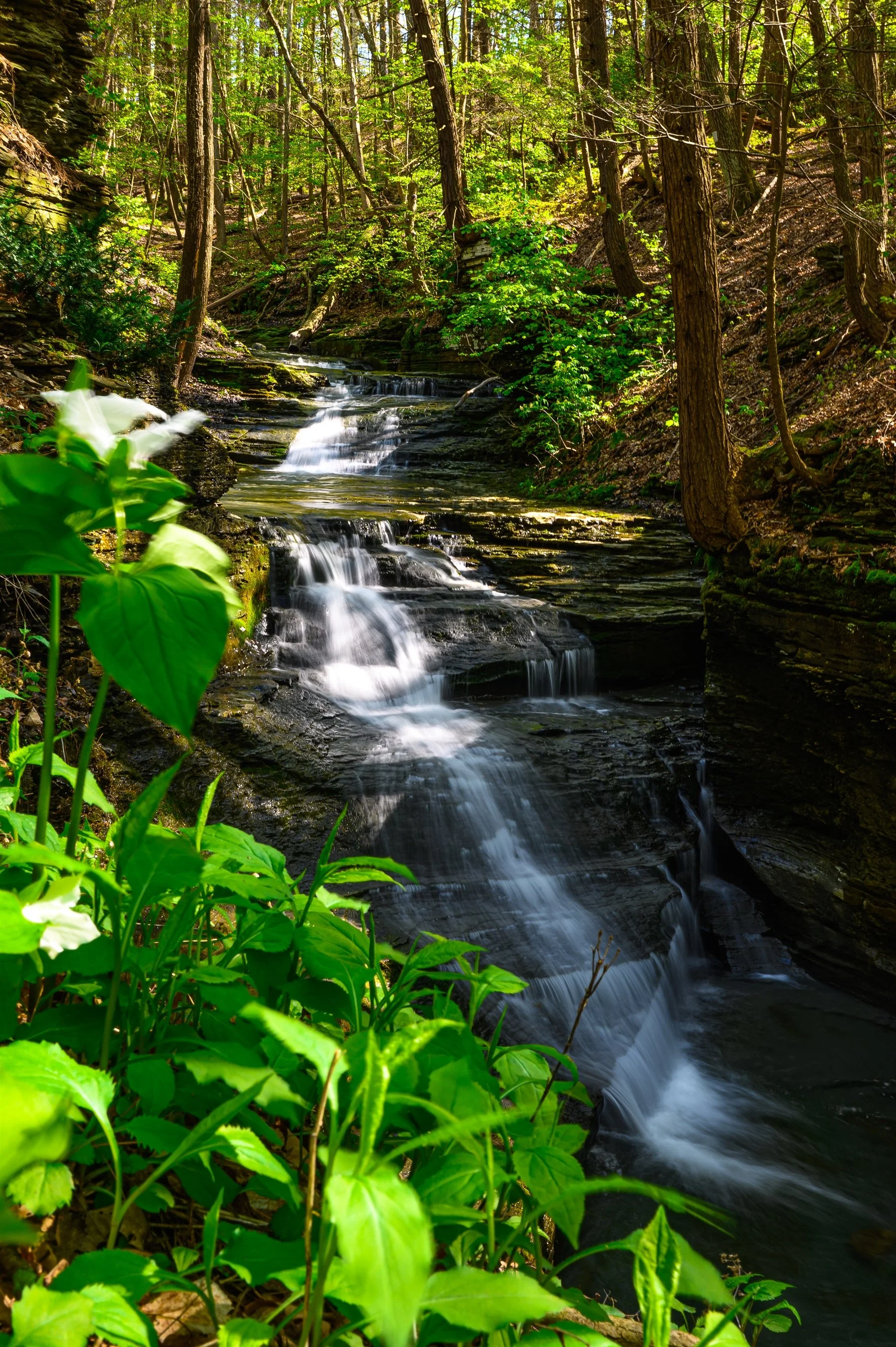 A small waterfall cascading over rocks in a forest with lush green foliage and trees.