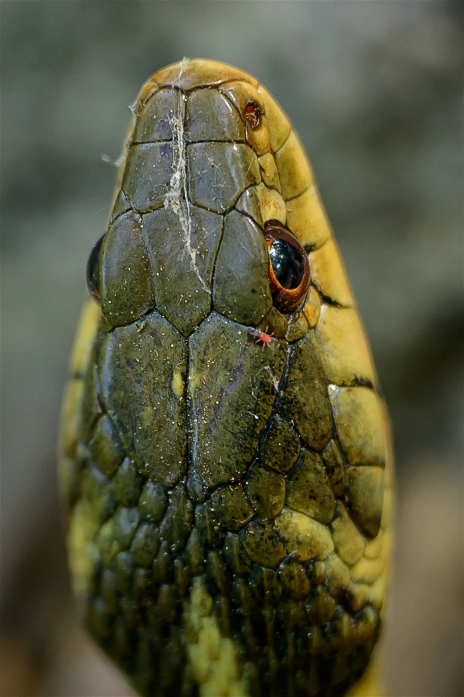 Z62_8236_1799_2700.jpg