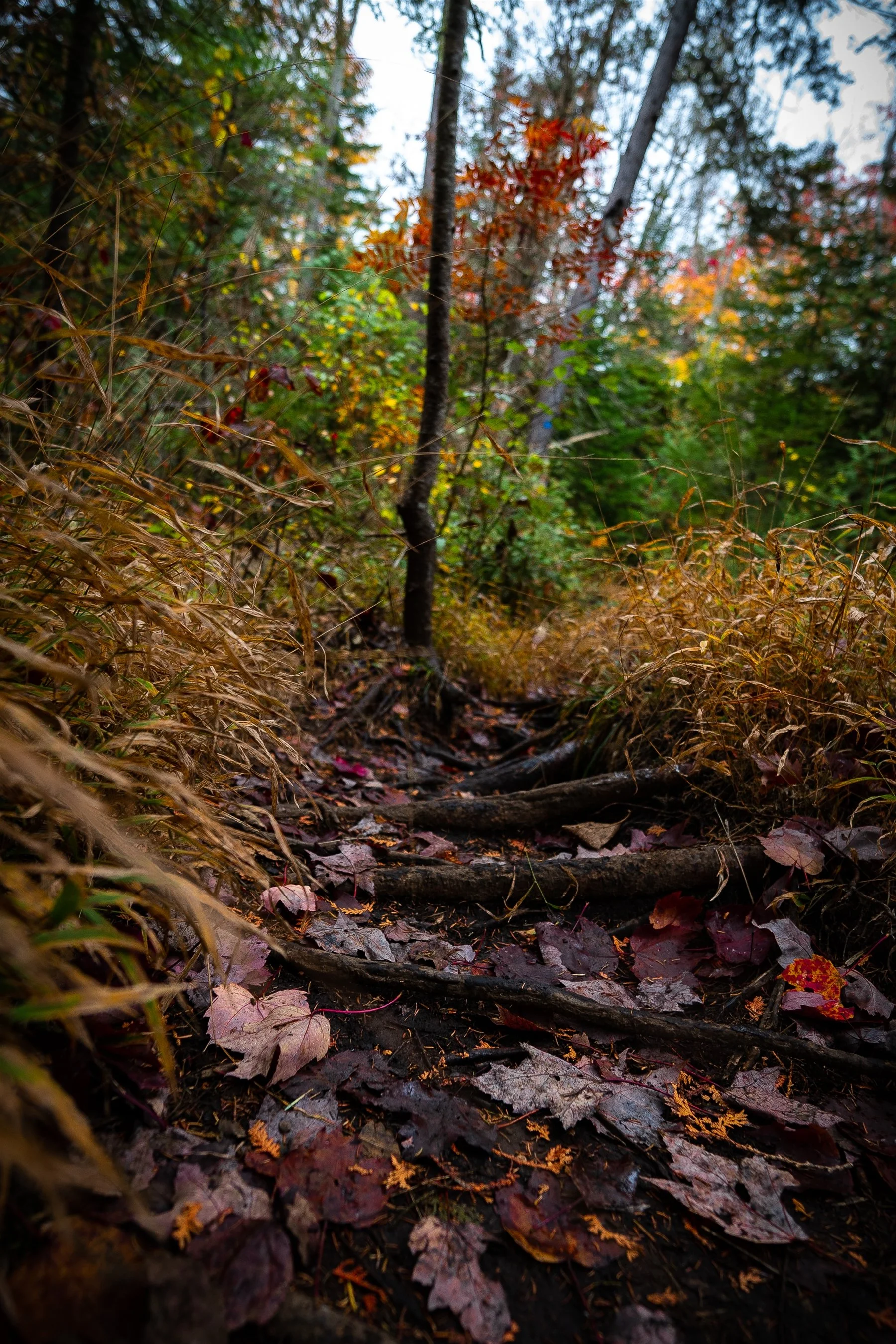 Forest trail in autumn with fallen leaves and tree roots