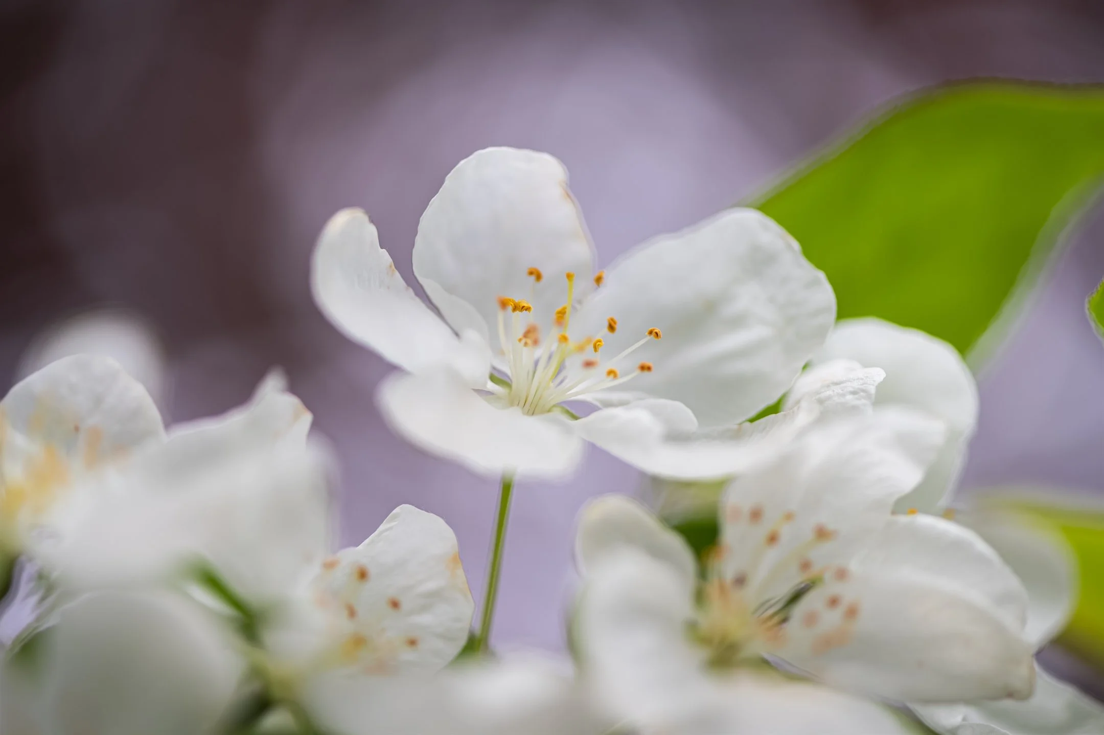 Close-up of white flower with yellow stamens and soft focus background.