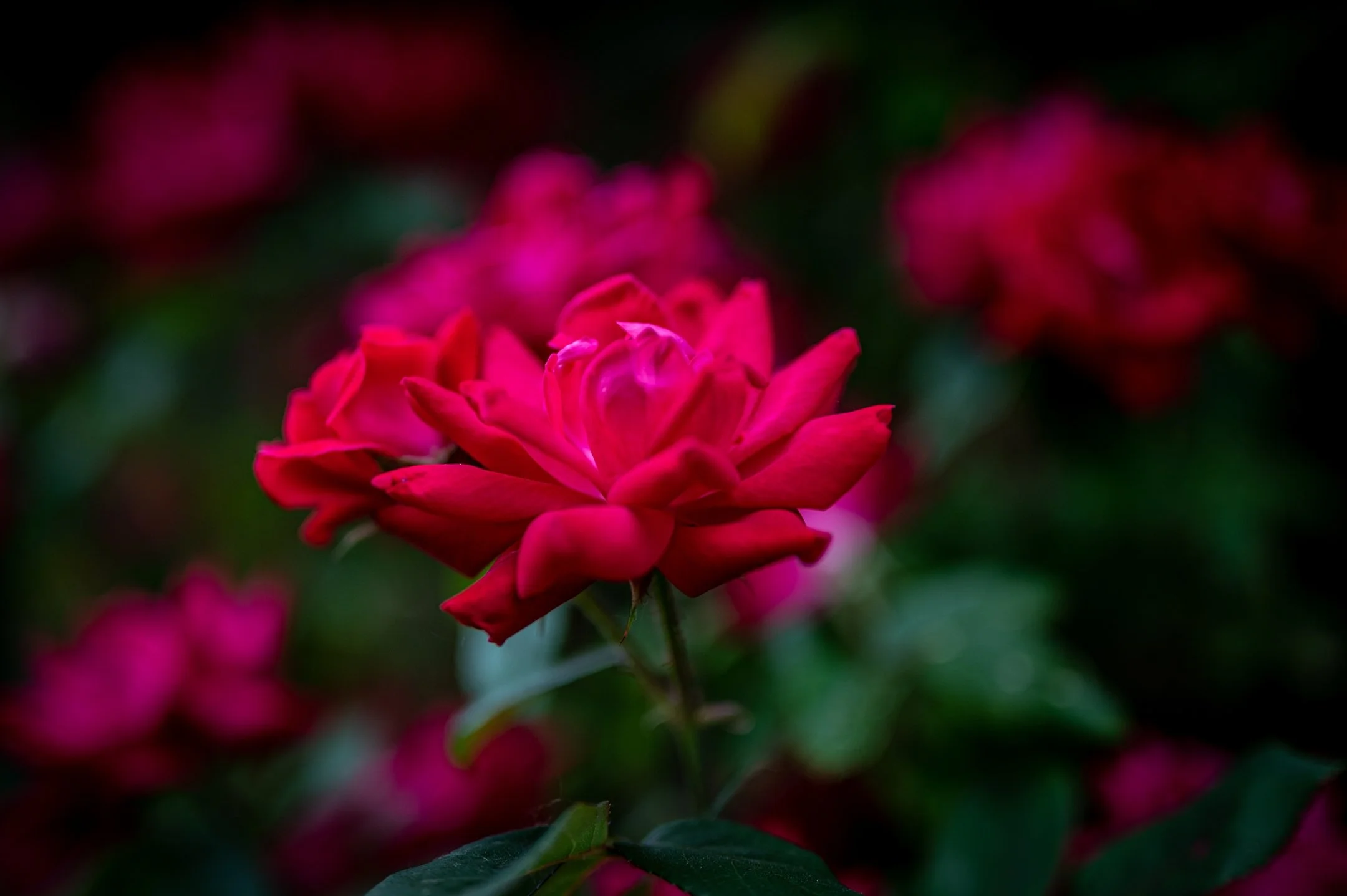 Close-up of vibrant red roses in a garden with green leaves in the background.