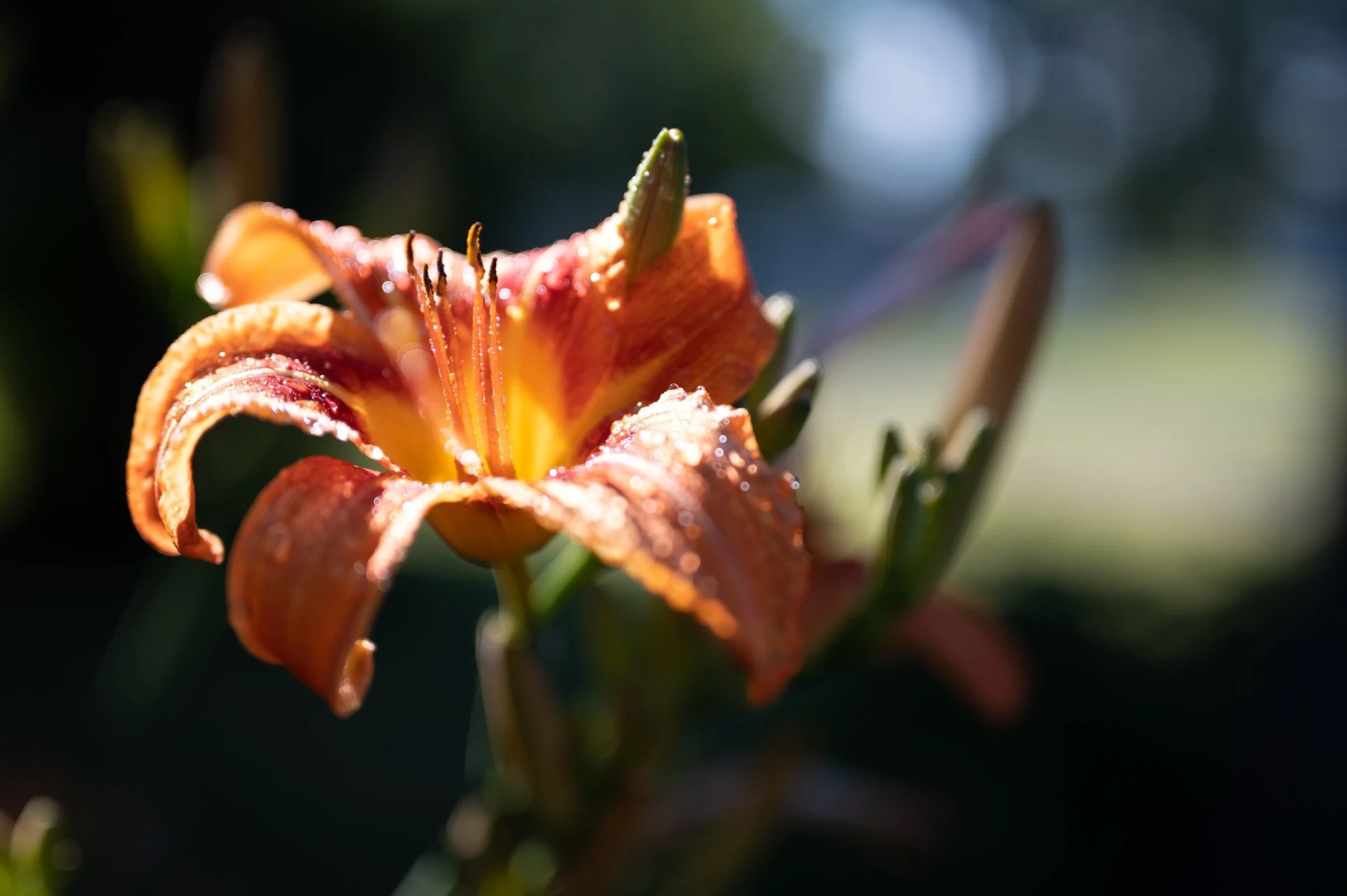 Close-up of an orange daylily with dew drops on petals, blurred background.