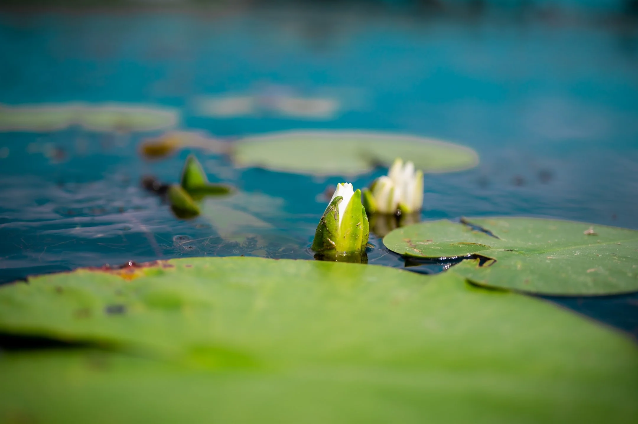 Close-up of water lilies in a pond, with green lily pads and partially opened white buds on a blue water background.
