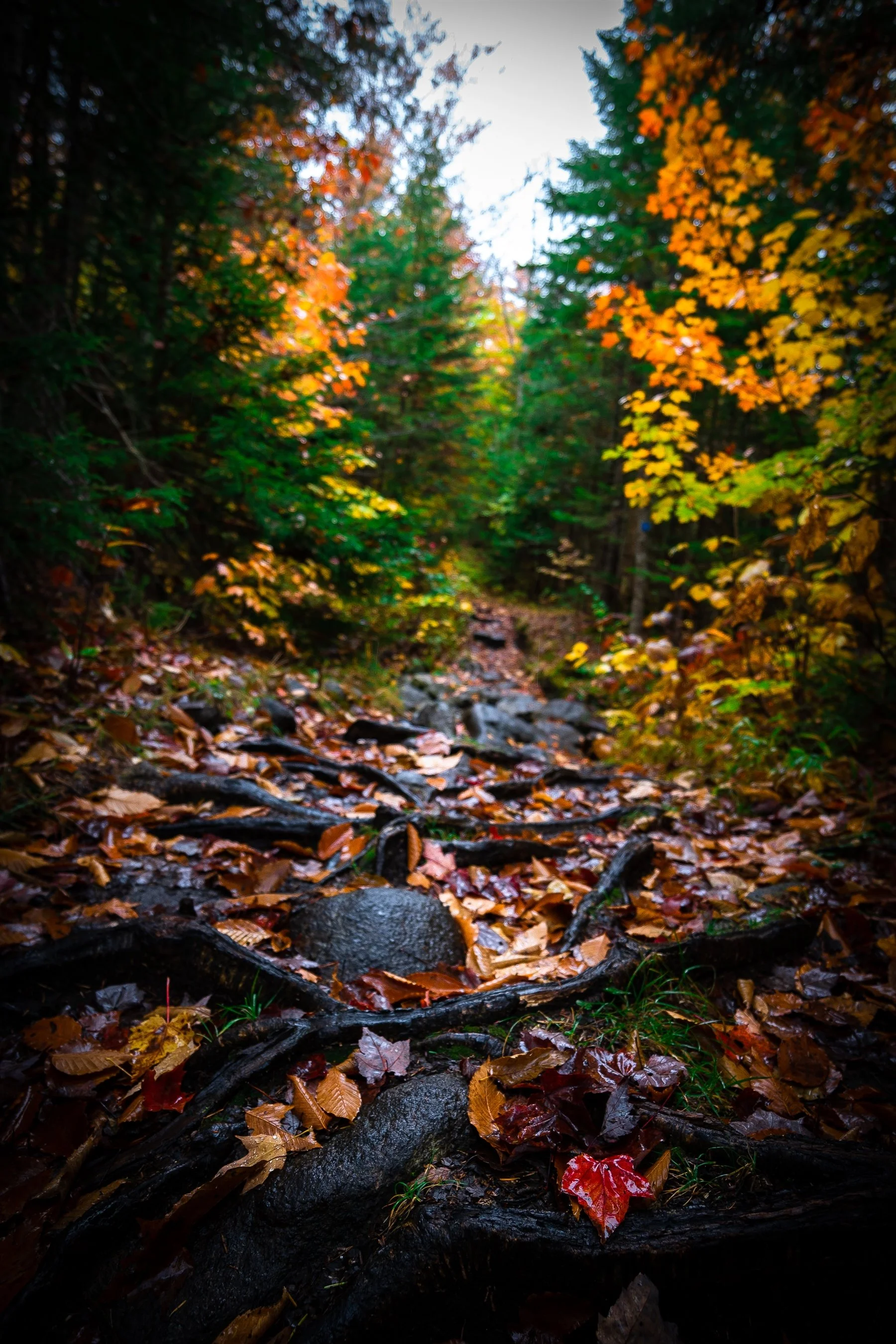 Forest path covered with fallen autumn leaves and tree roots, surrounded by colorful foliage.