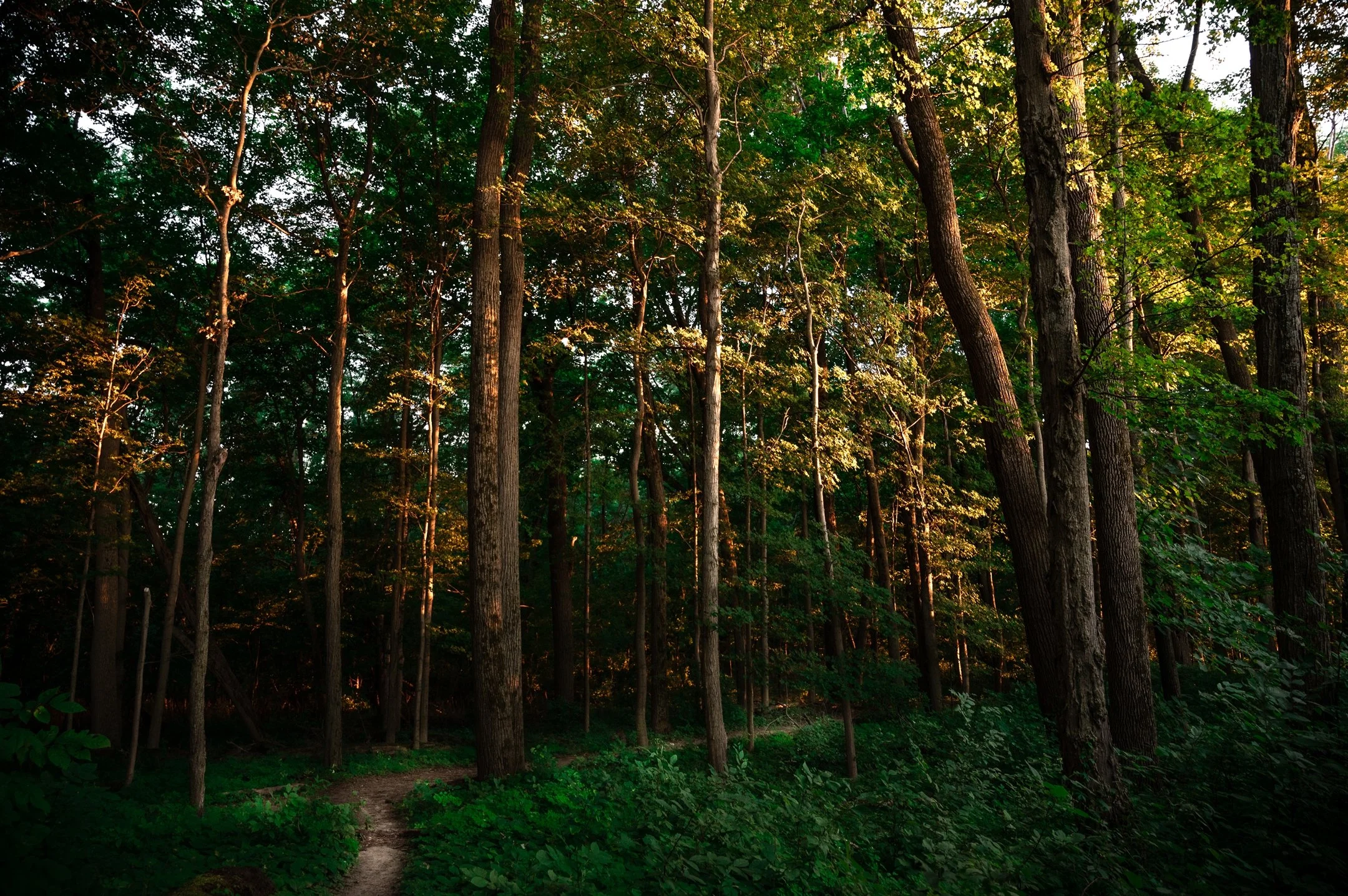 Sunlit forest with tall trees and leafy undergrowth