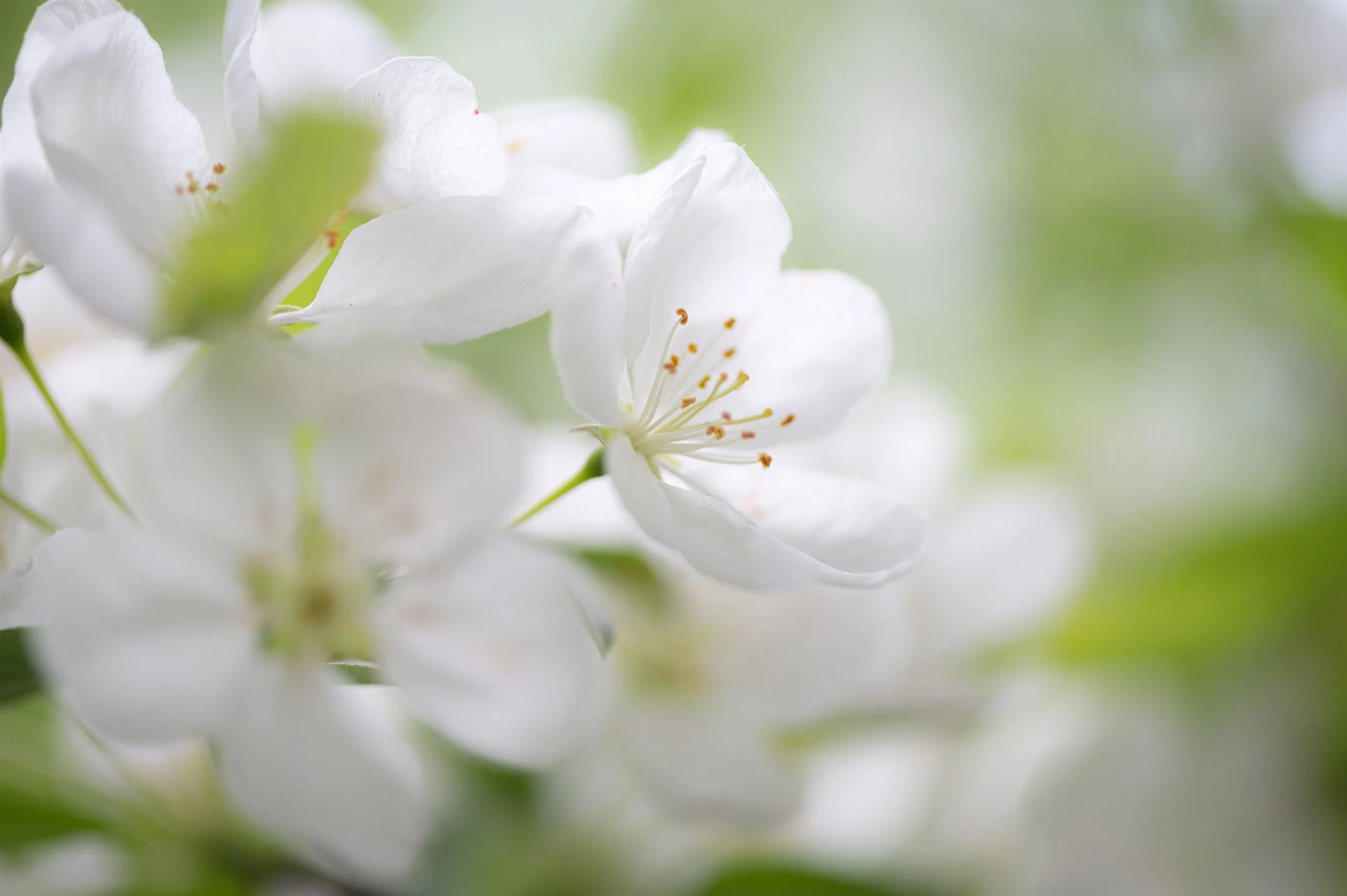 Close-up of white apple blossom flowers with green leaves and a blurred background.