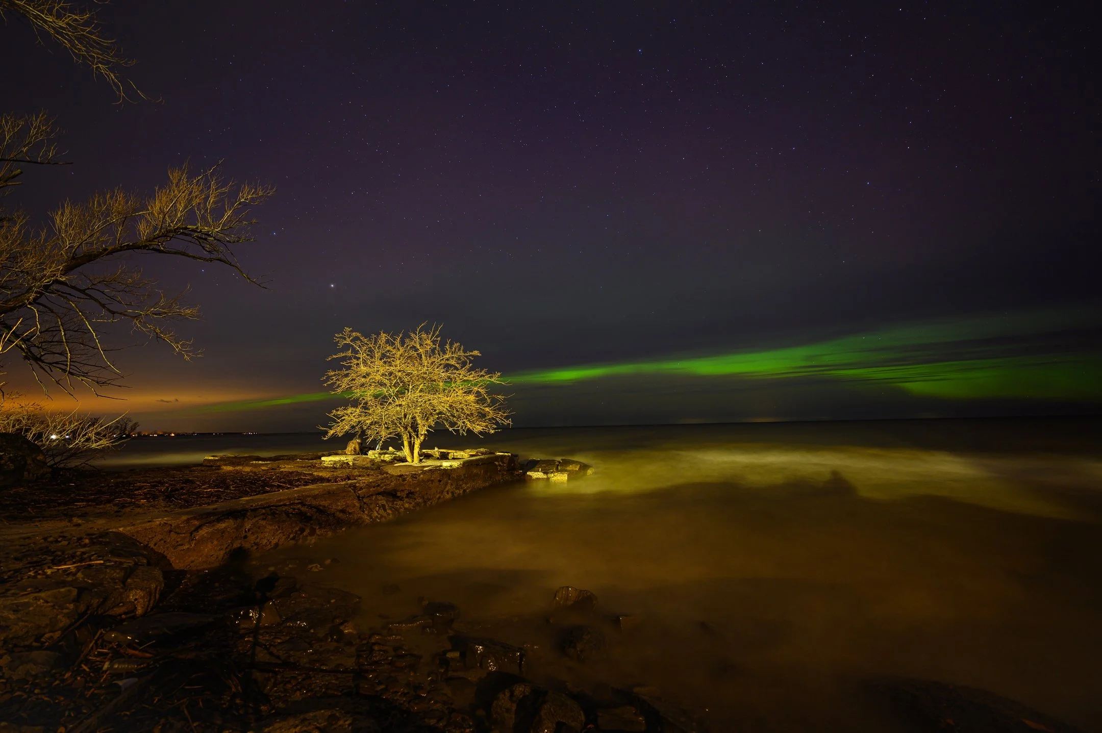 A night scene of a lone tree by the shore with a green aurora borealis in the sky.