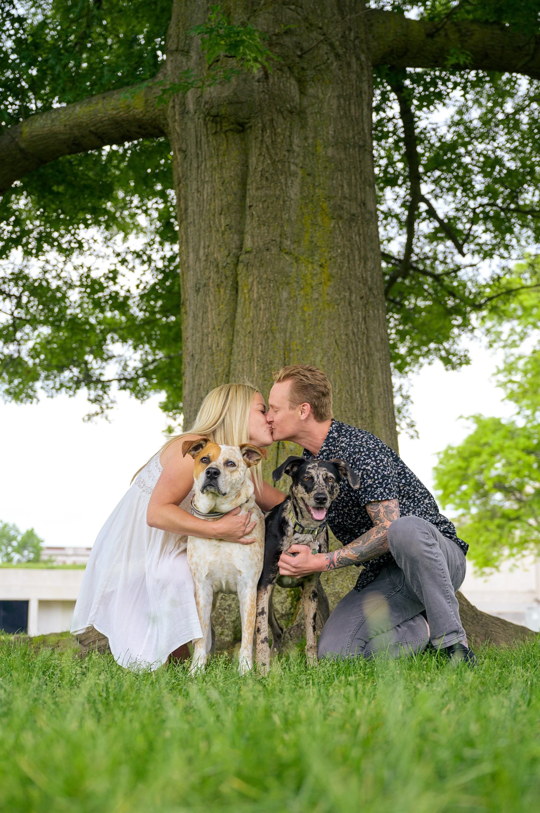 A couple kissing and holding two dogs in front of a large tree in a grassy area.
