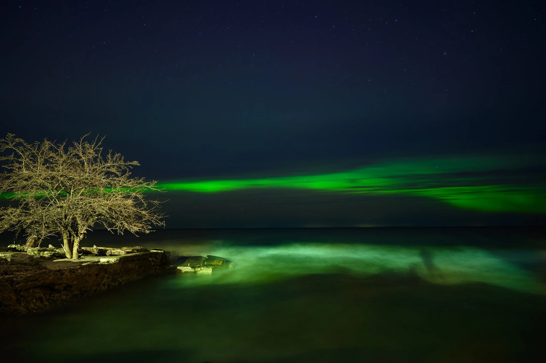 Northern lights over a calm sea with a tree on a rocky shore.
