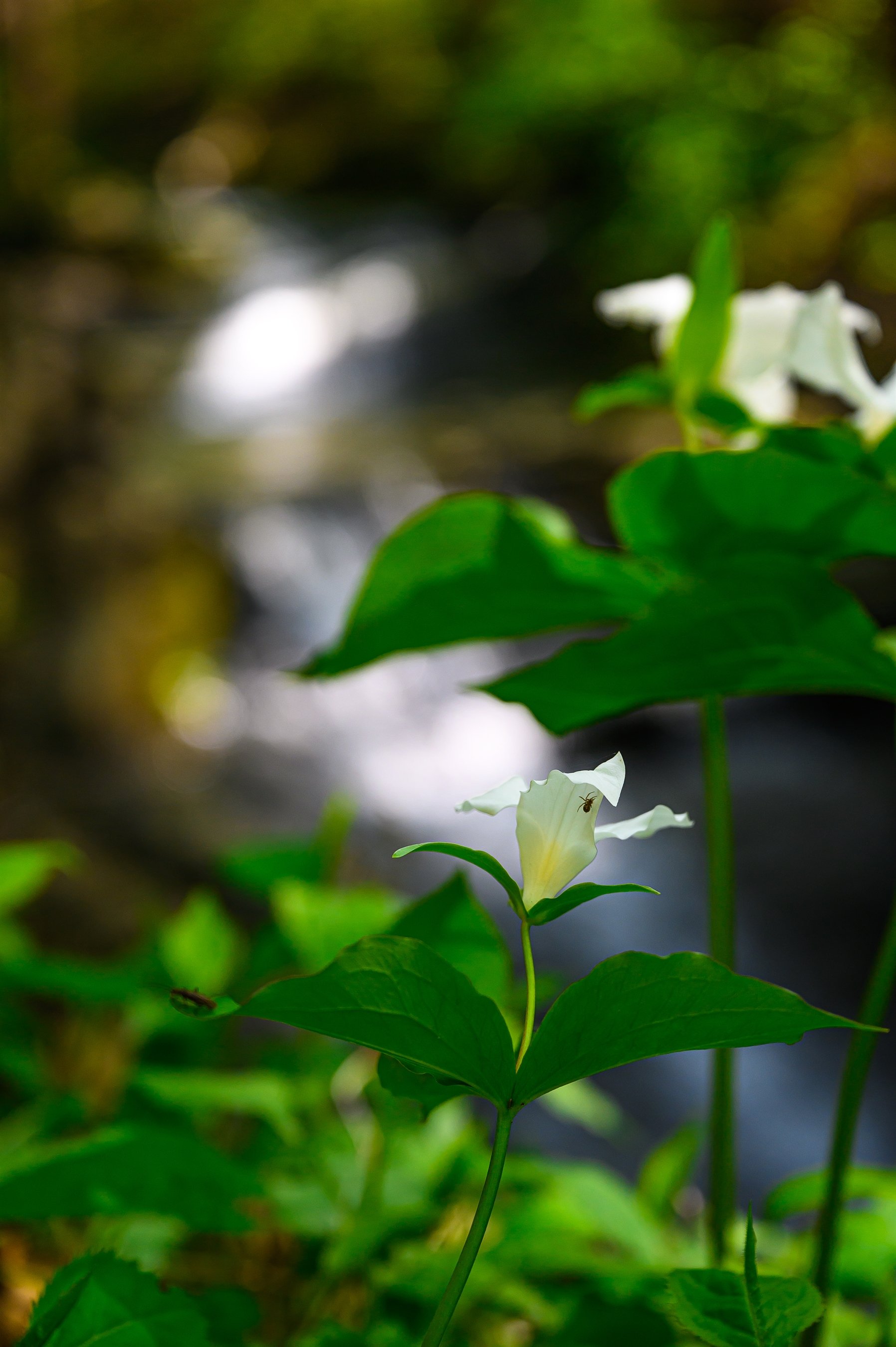 White trillium flower with green leaves and a small insect on its petal against a blurred background.