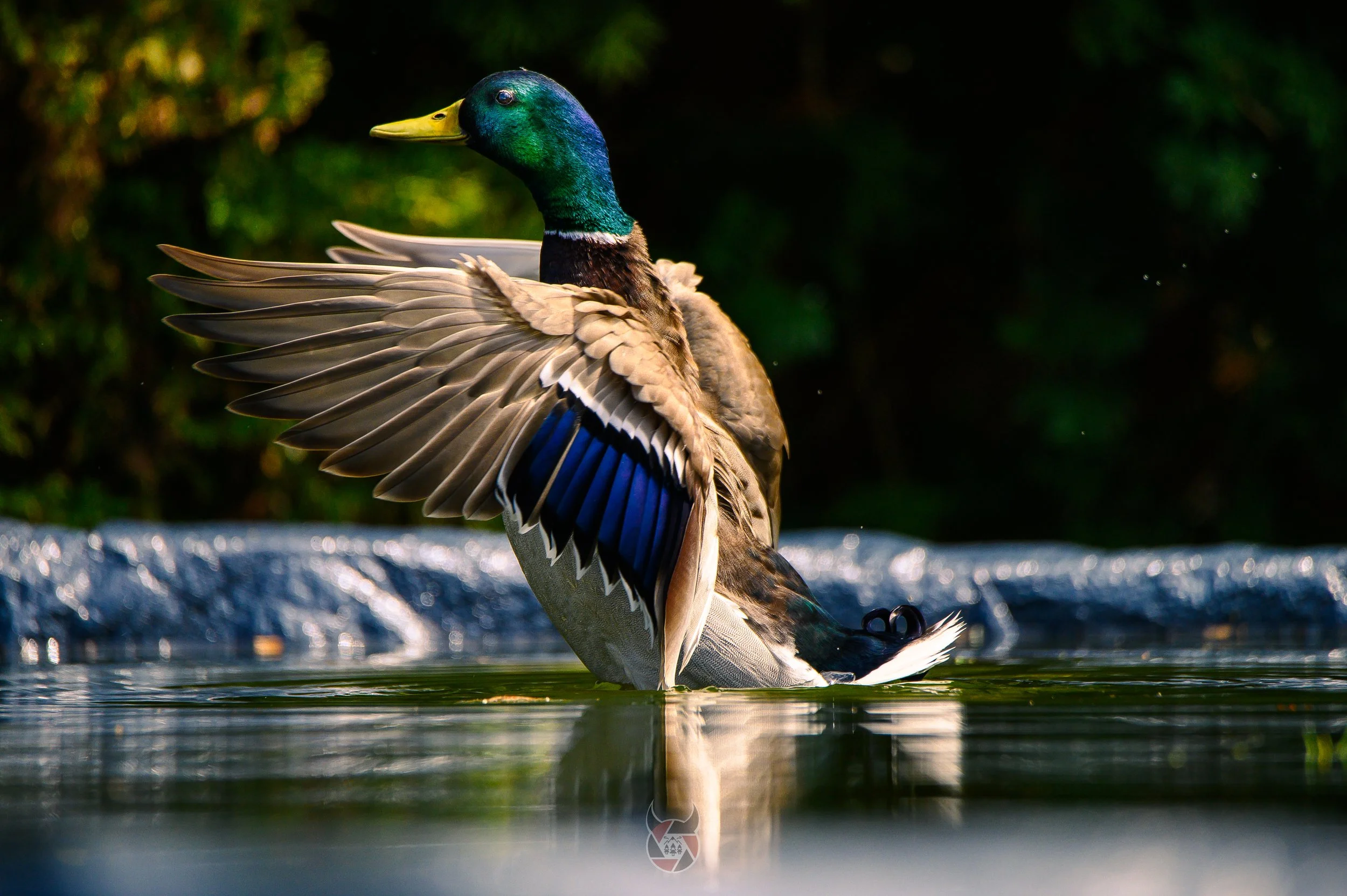 A mallard duck with a green head and blue wing feathers flapping its wings on the water.